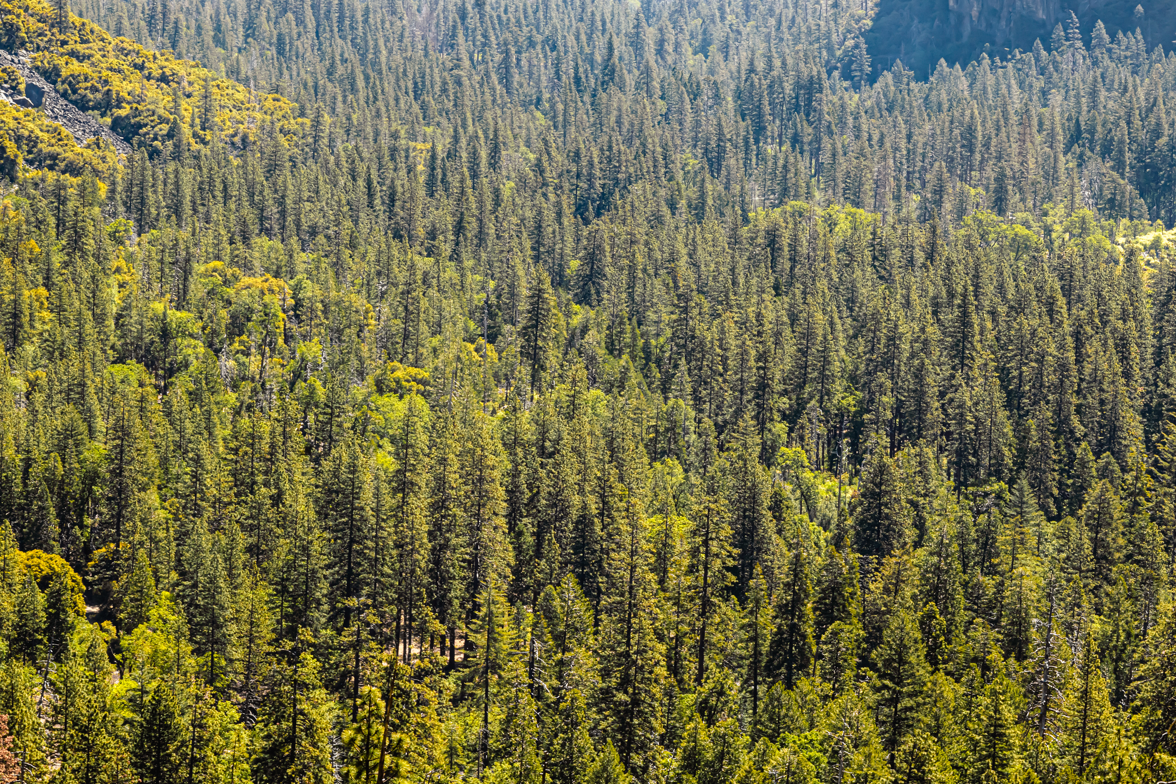 An endless sea of green treetops. You can almost feel the fresh, crisp air just by looking at it.