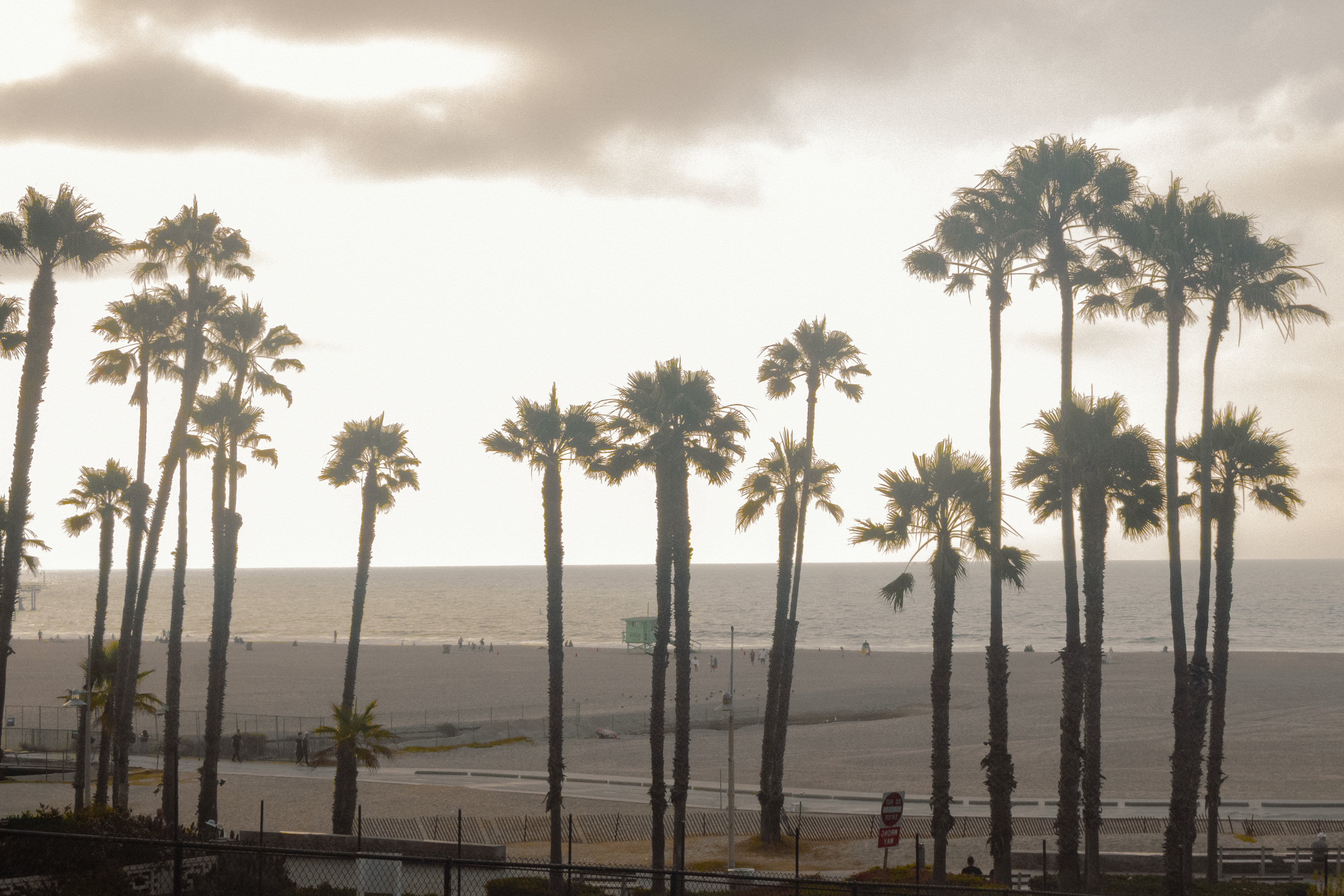 A line of palm trees stands tall against a cloudy sky at the beach. It feels like a quiet moment right before sunset.