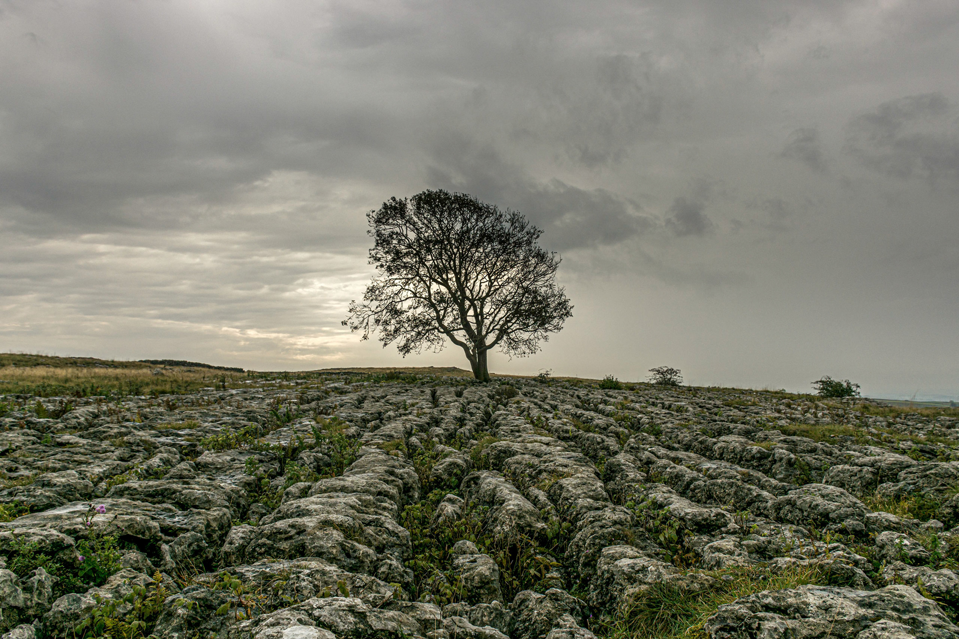 Lone Tree, Malham