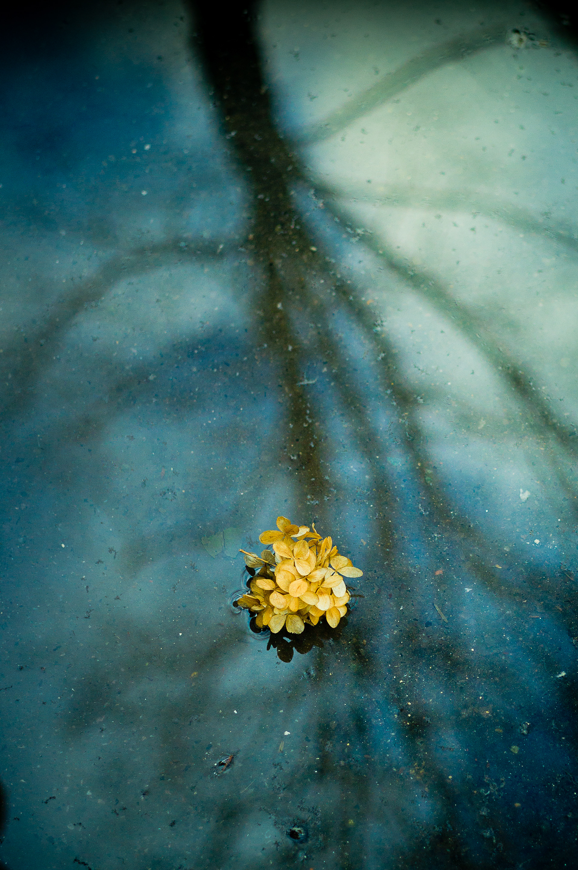 Nature morte 1