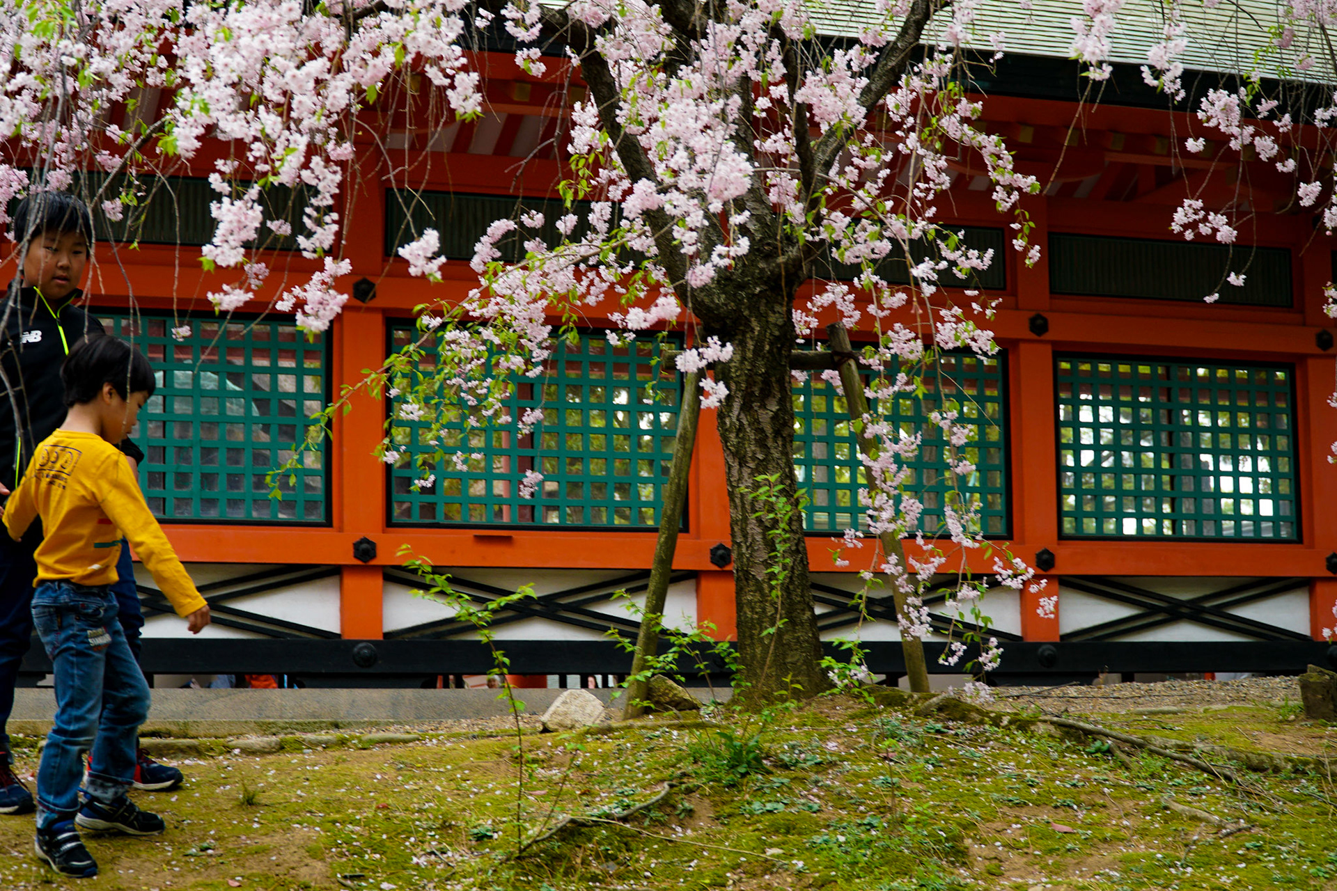 Sumiyoshi Cherry Blossom