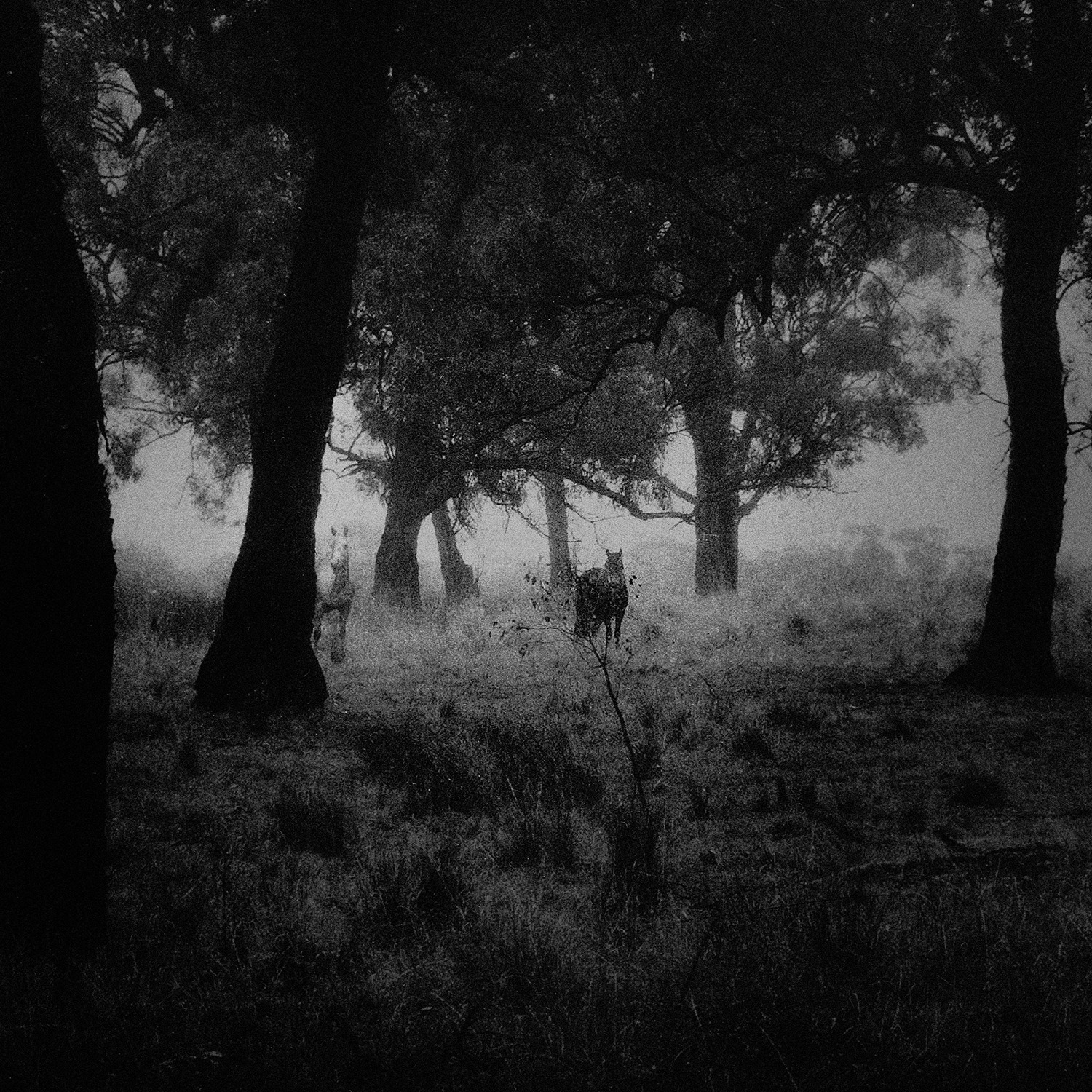 © simon brewster 2021