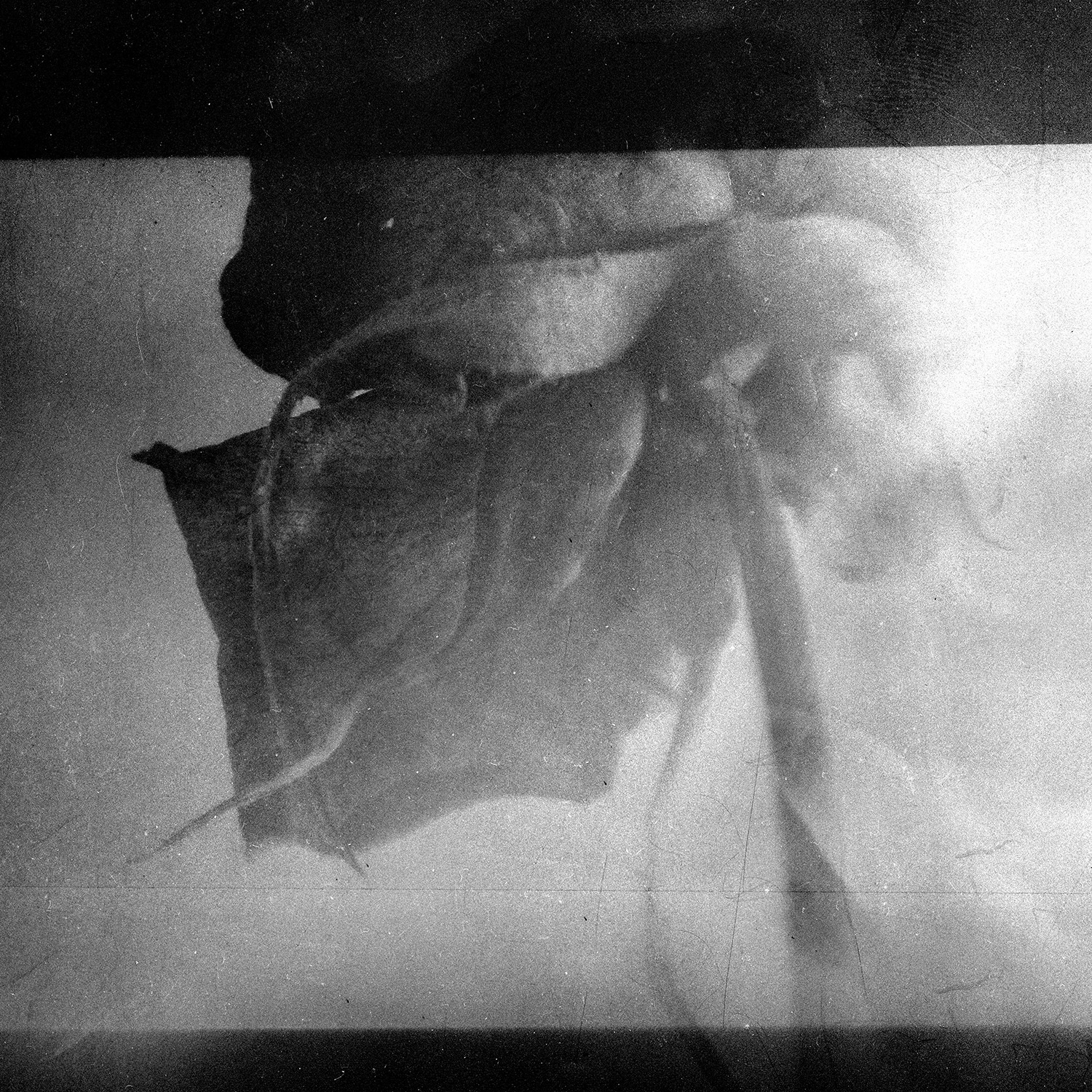 © simon brewster 2021