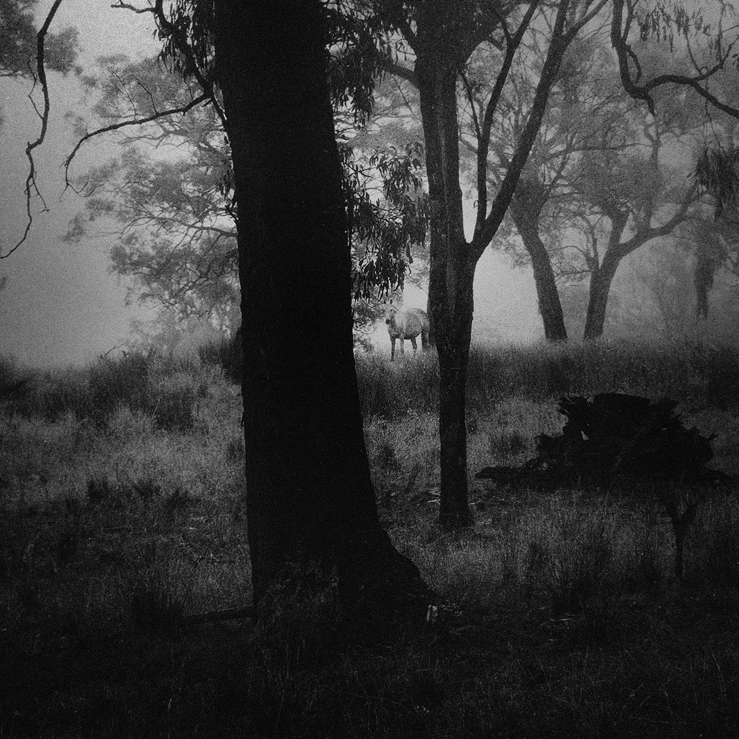 © simon brewster 2021