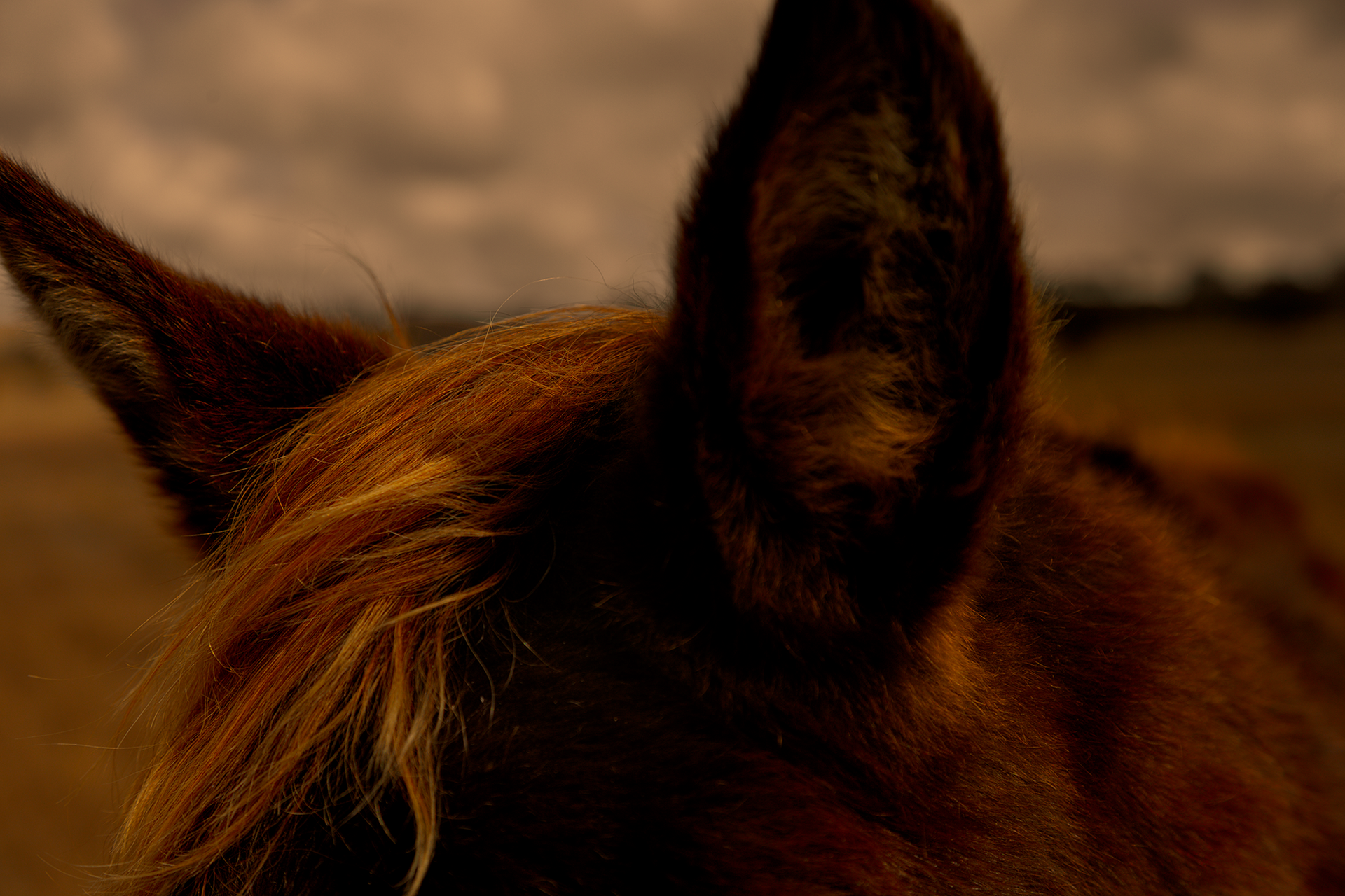 © simon brewster 2026