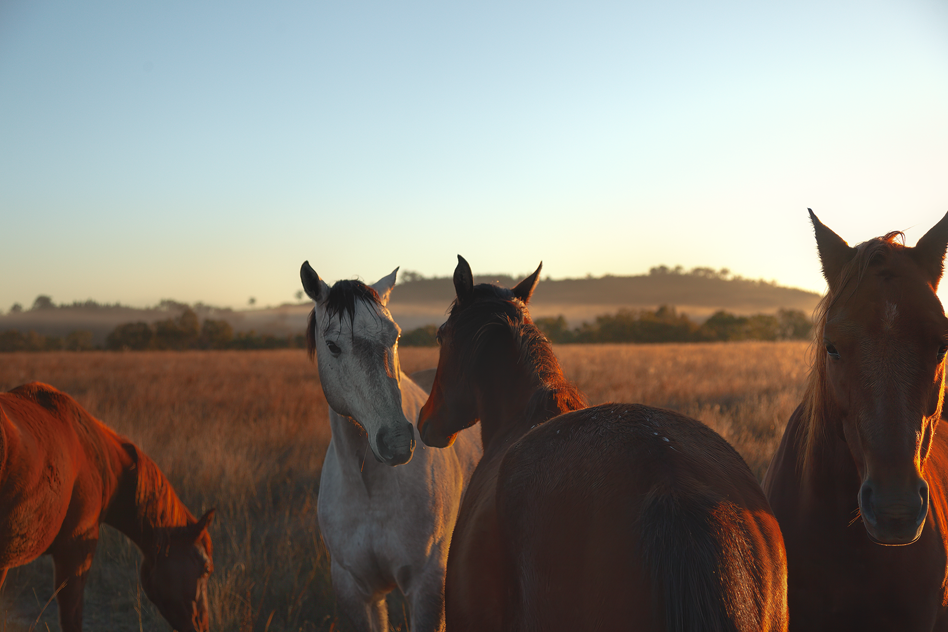 © simon brewster 2026