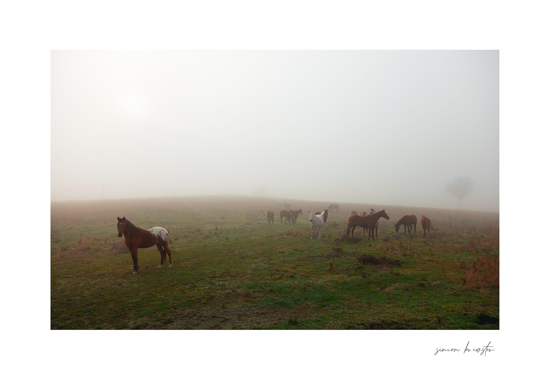 © simon brewster 2026