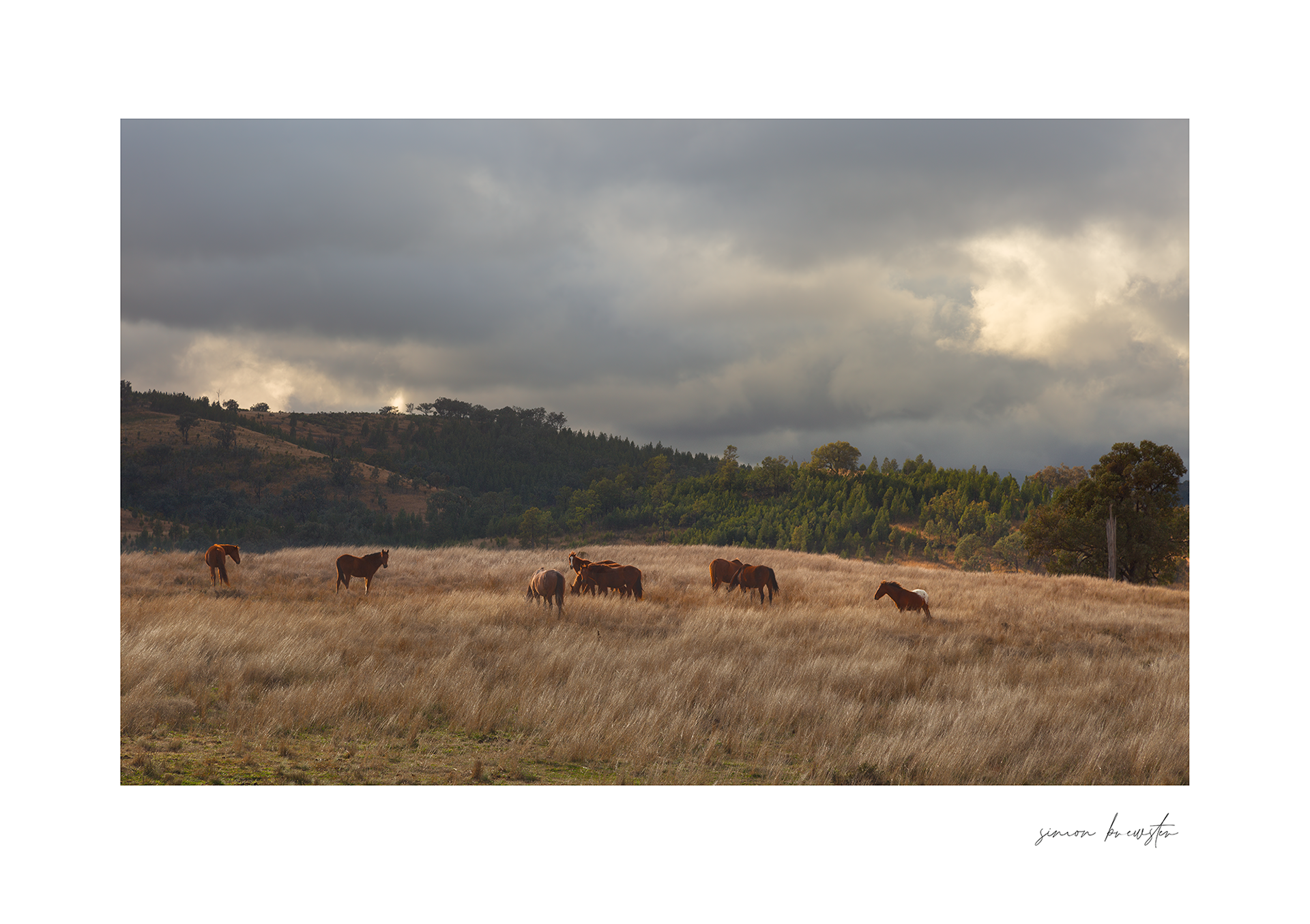 © simon brewster 2026