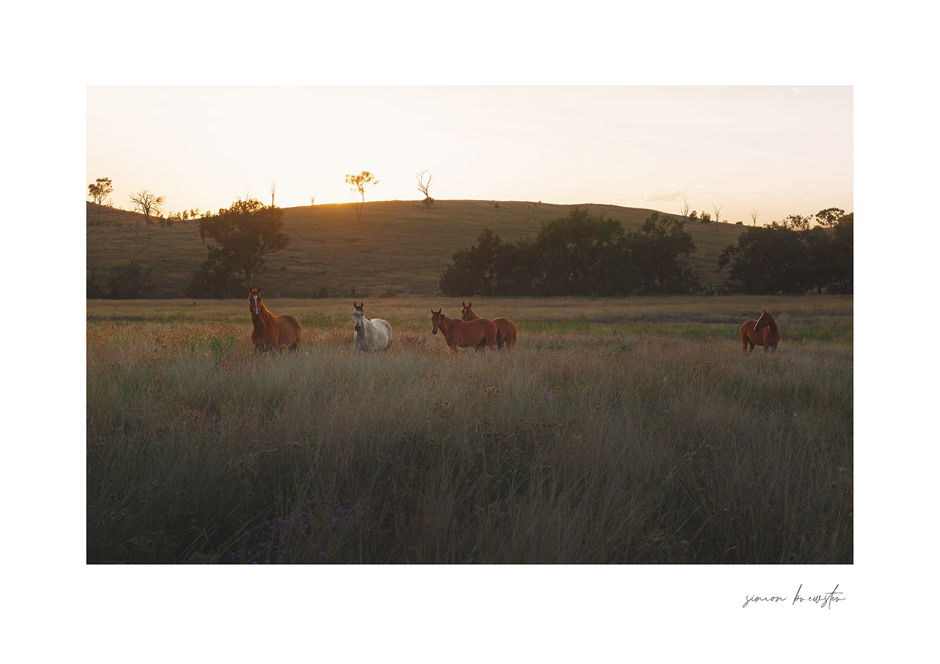 © simon brewster 2025