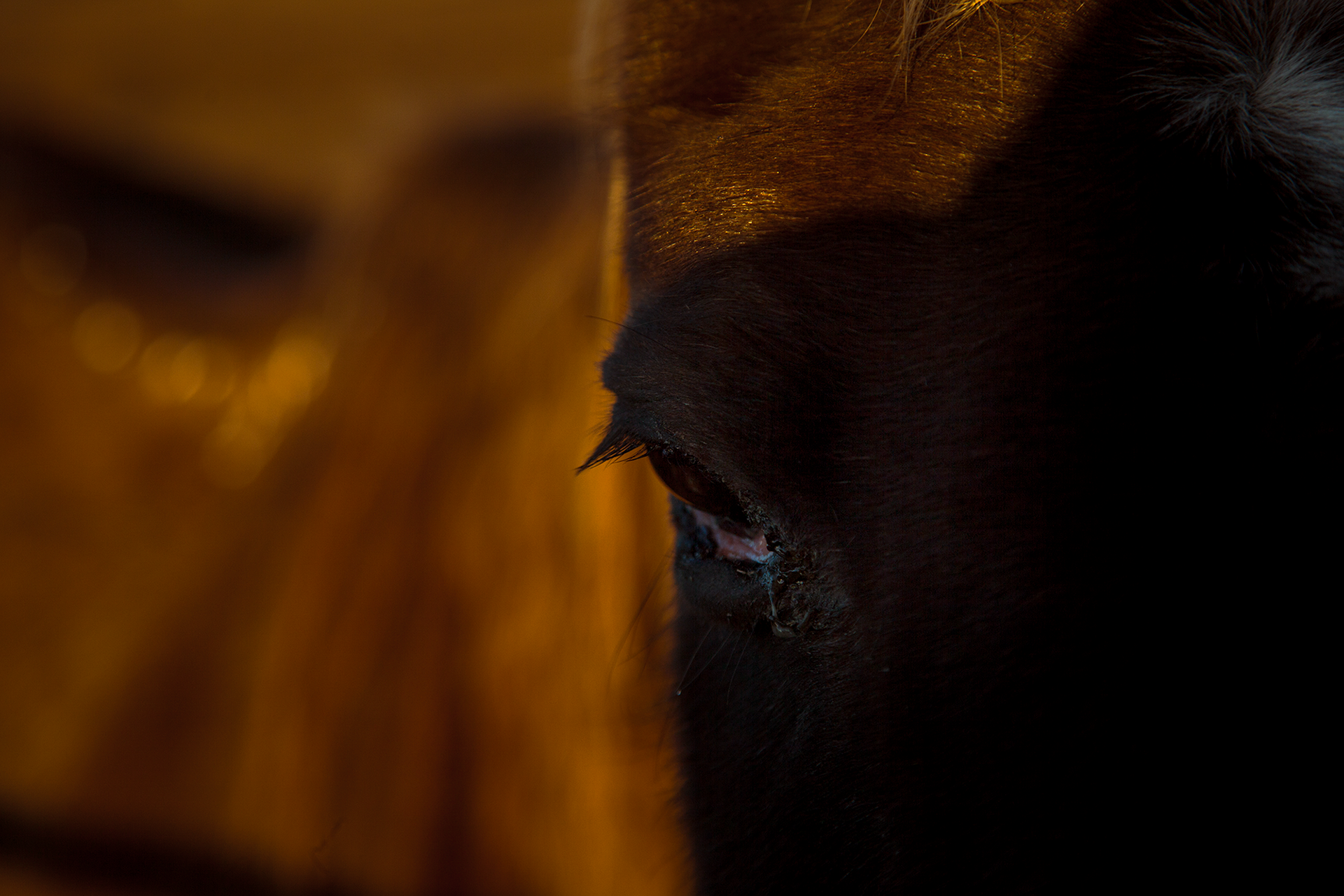 © simon brewster 2026