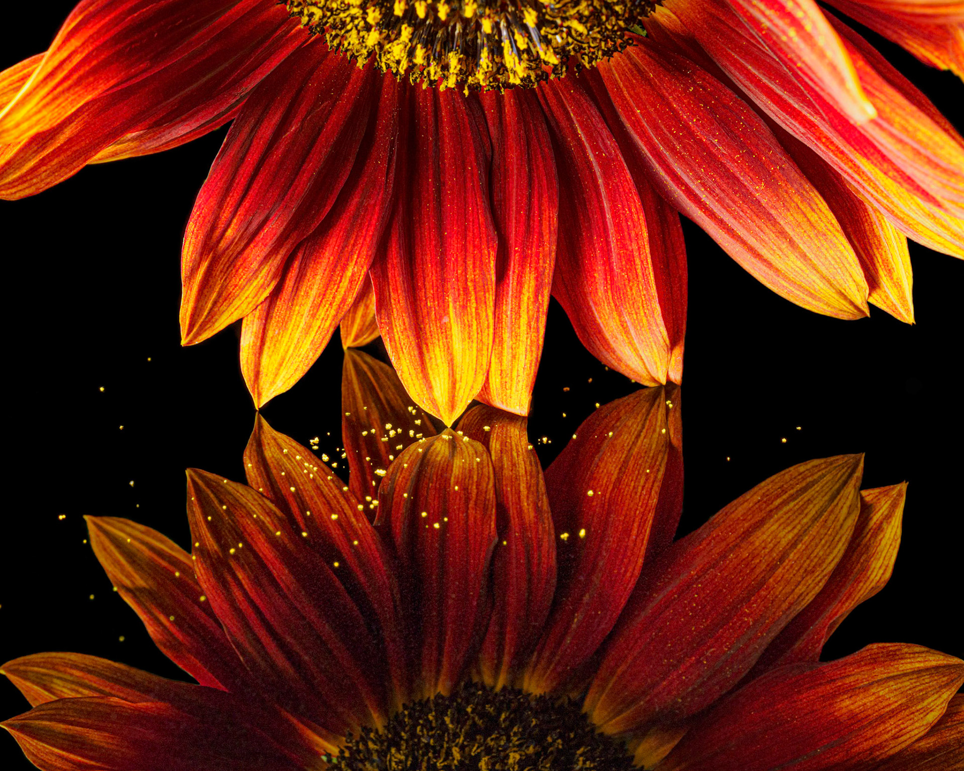 Sunflower Reflection with Pollen