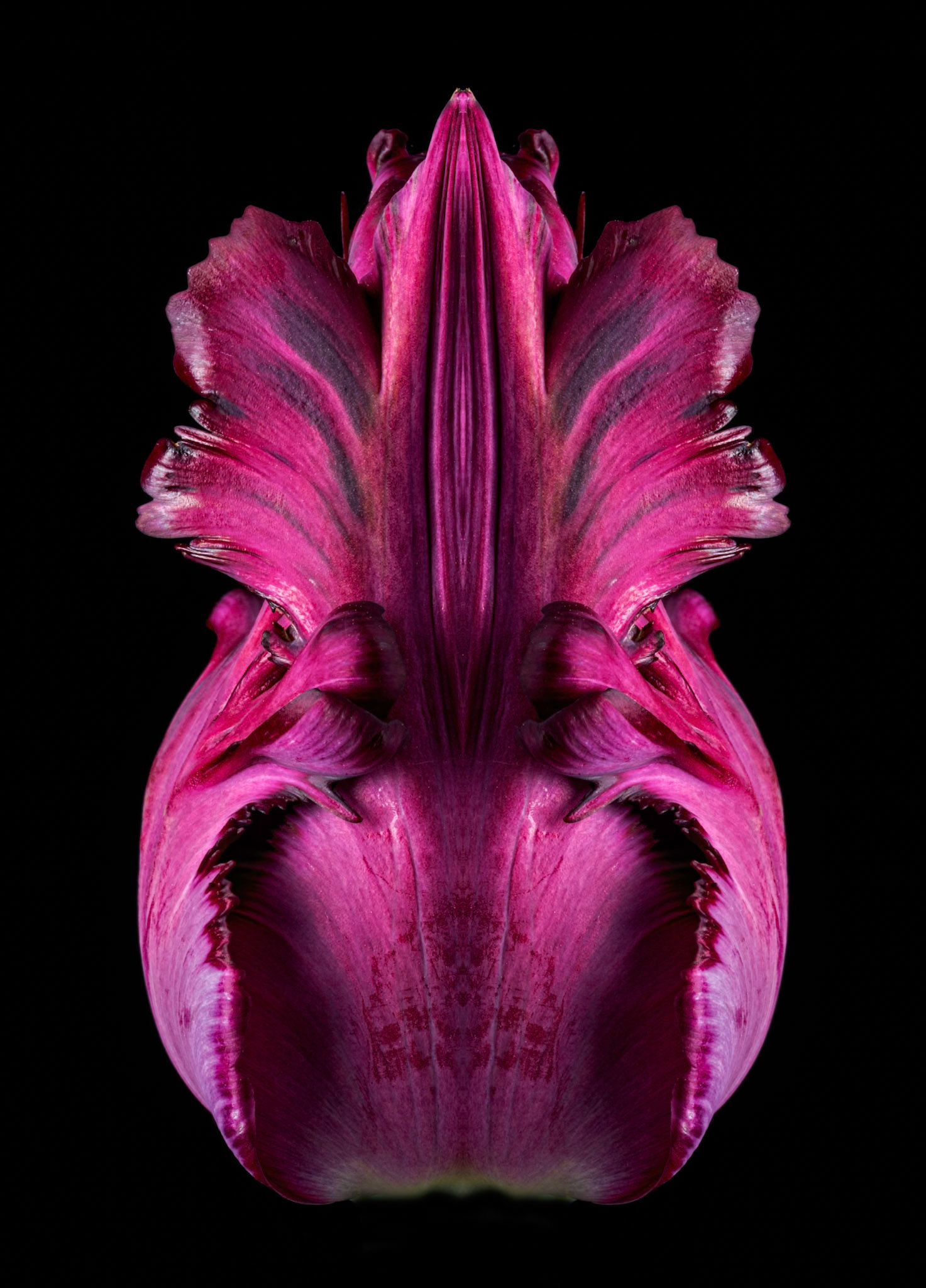 Black Parrot Tulip