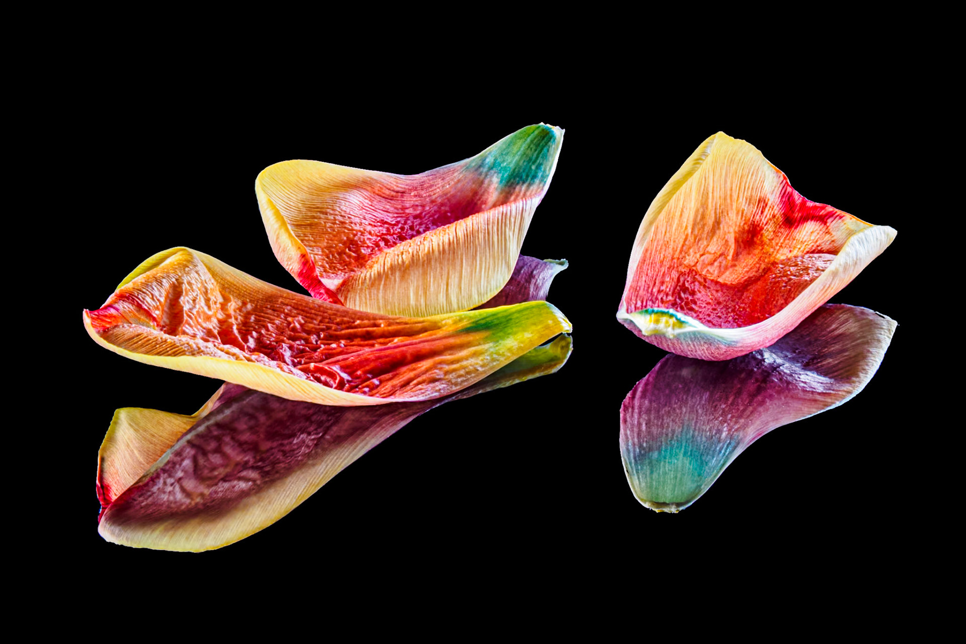 Petals After Chihuly