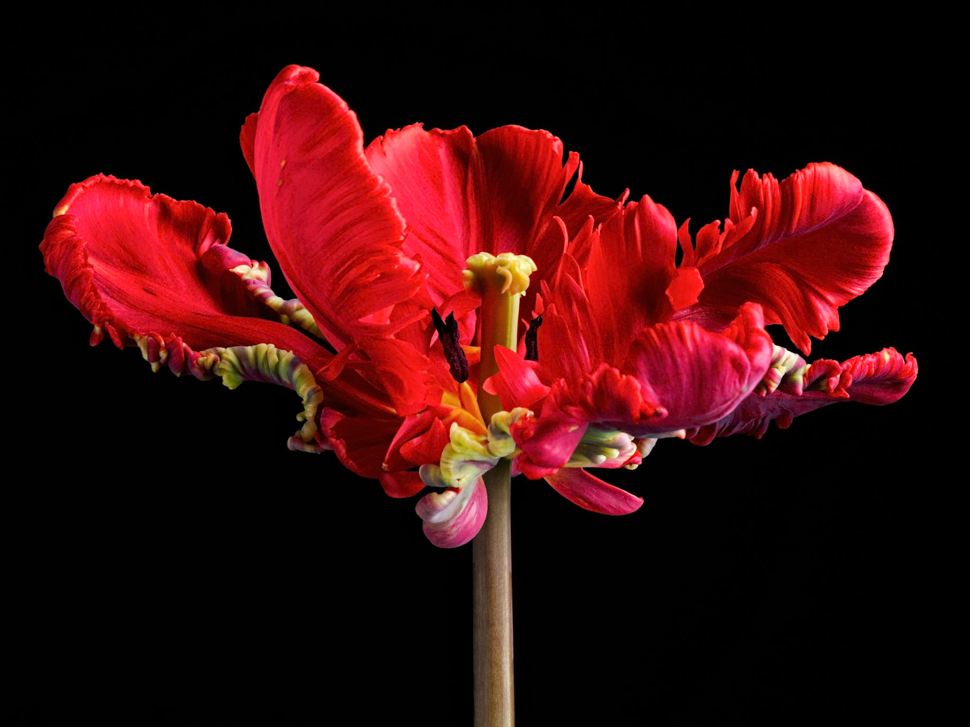 Rococo Parrot Tulip