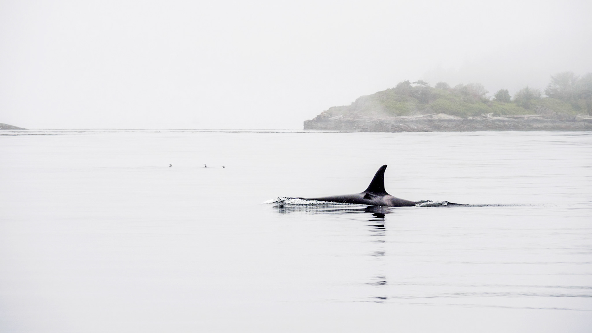 Lone Orca in the Fog