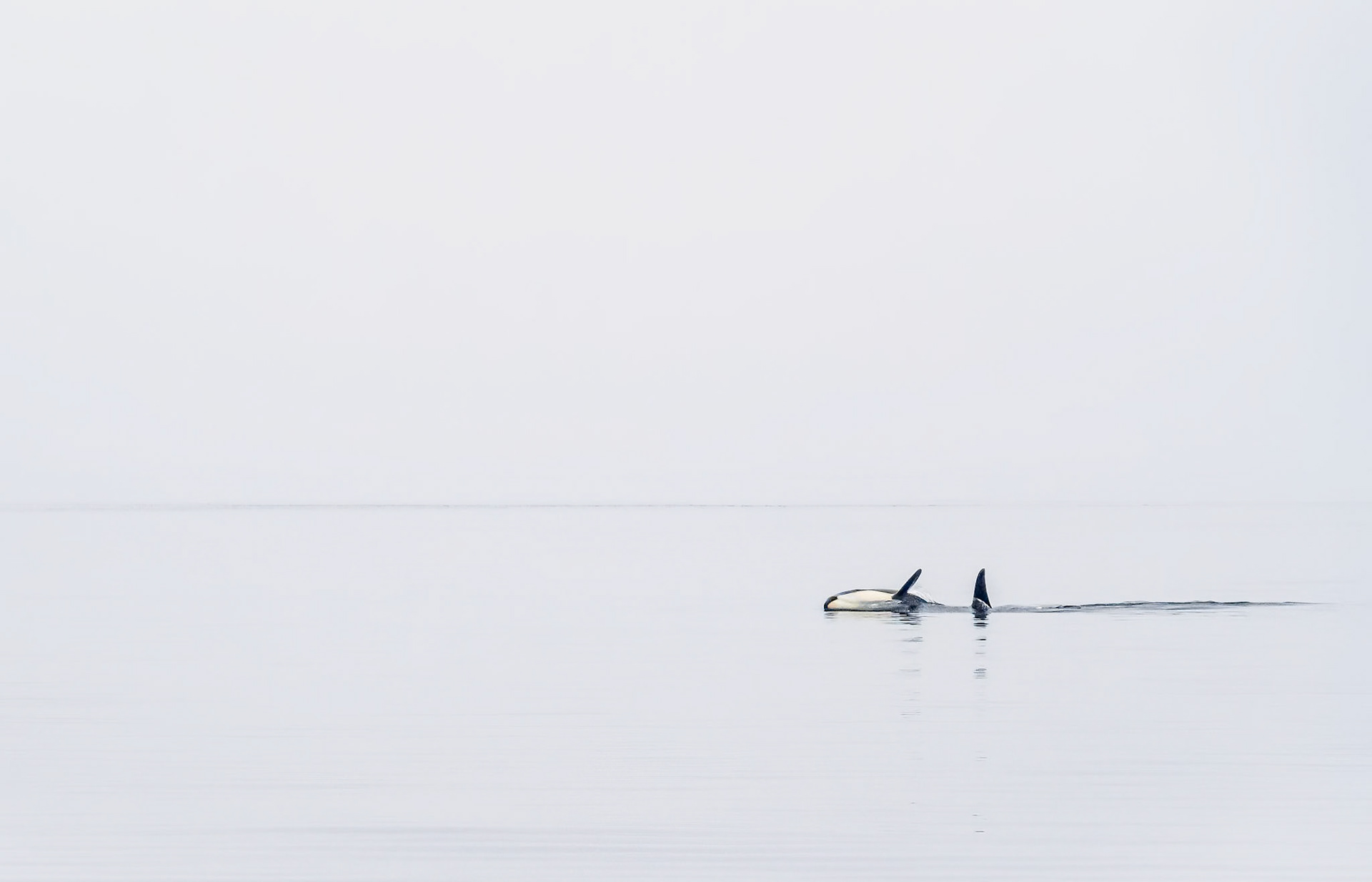 Orca Duo