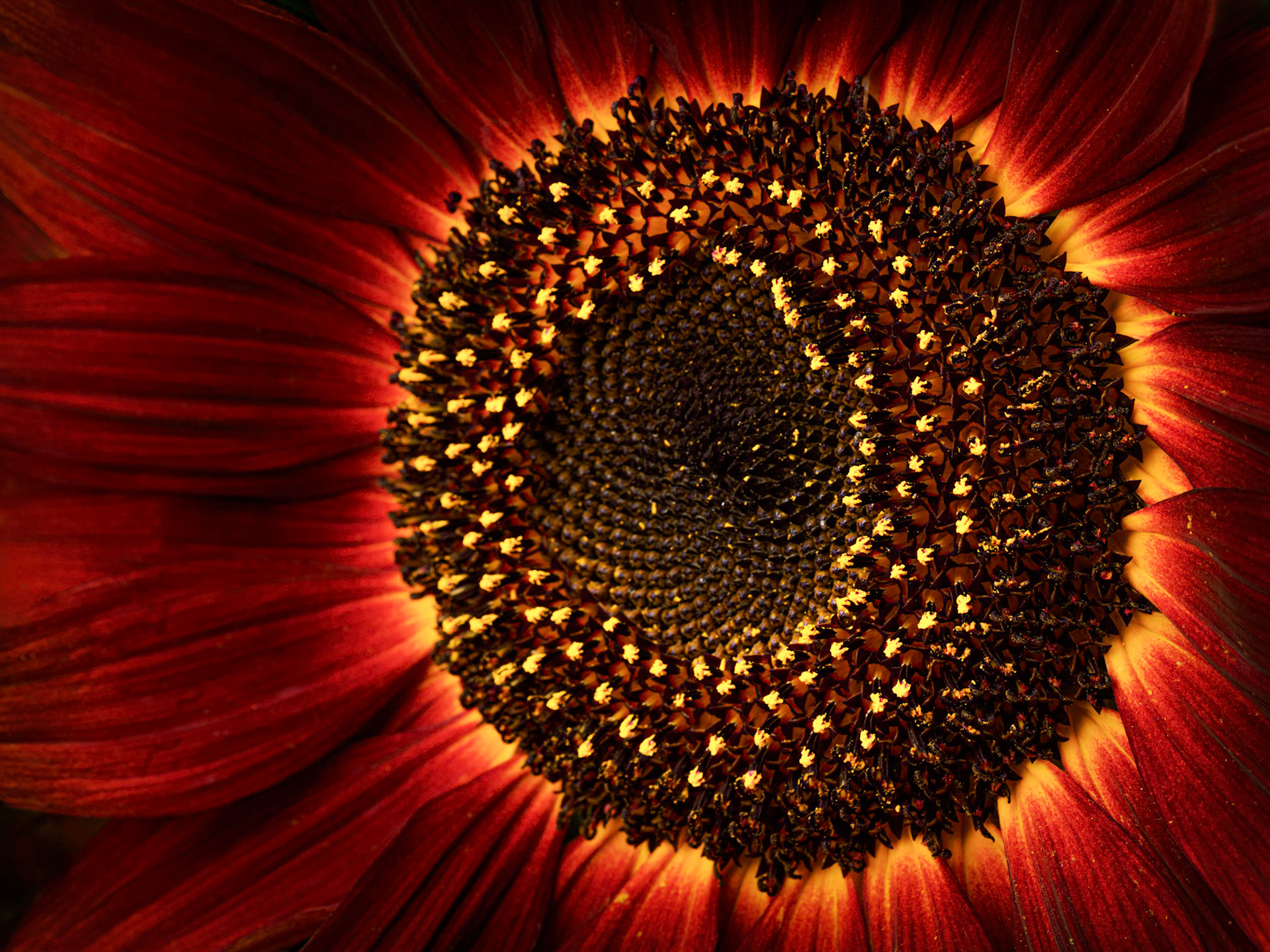 Sunflower Corona