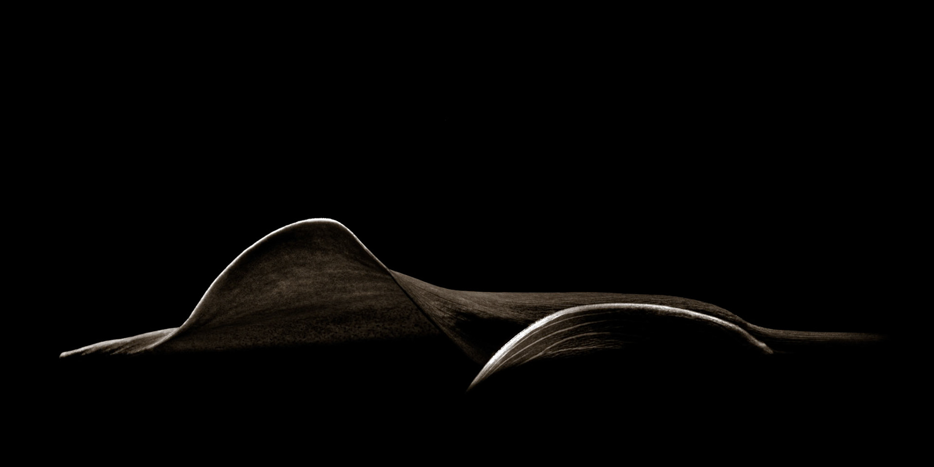 Dark Calla No. 2