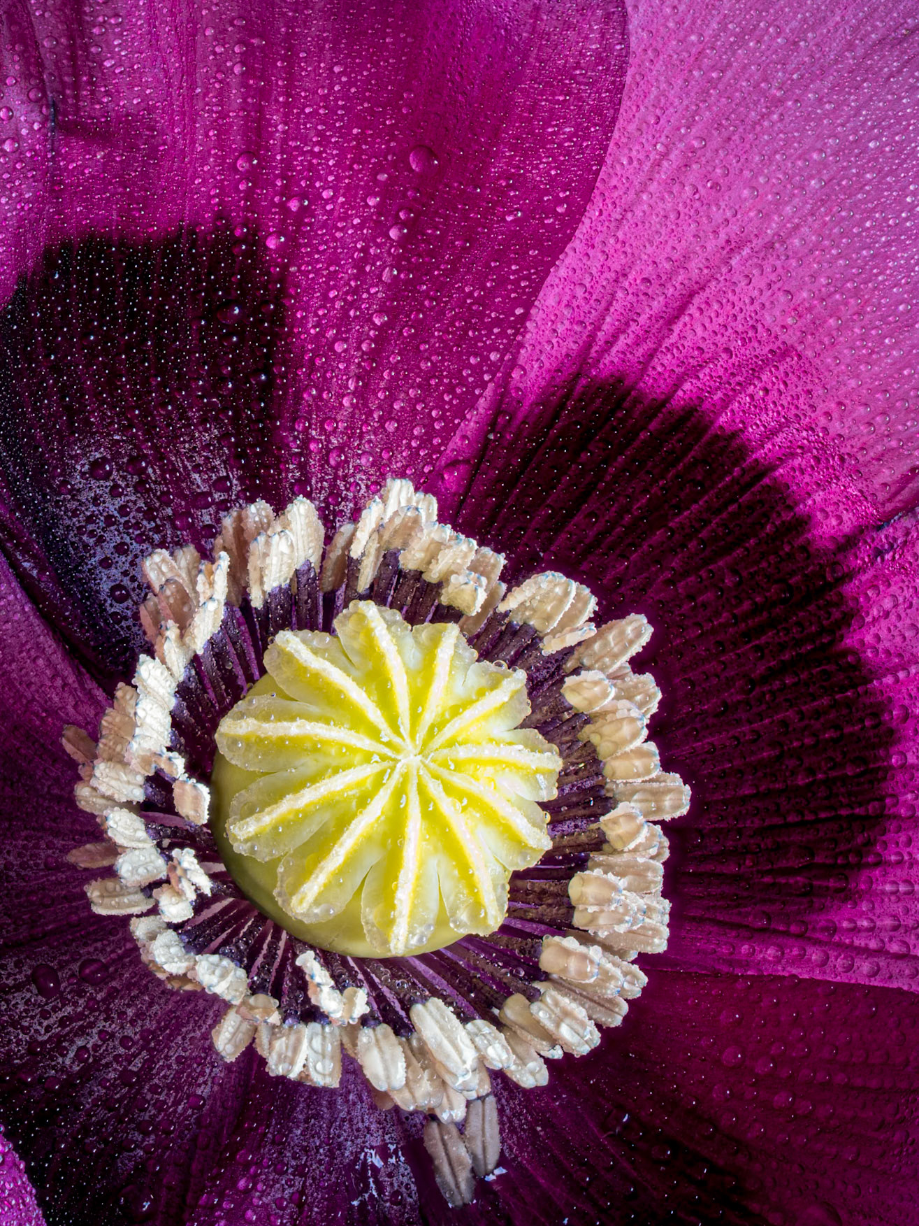 Purple Poppy