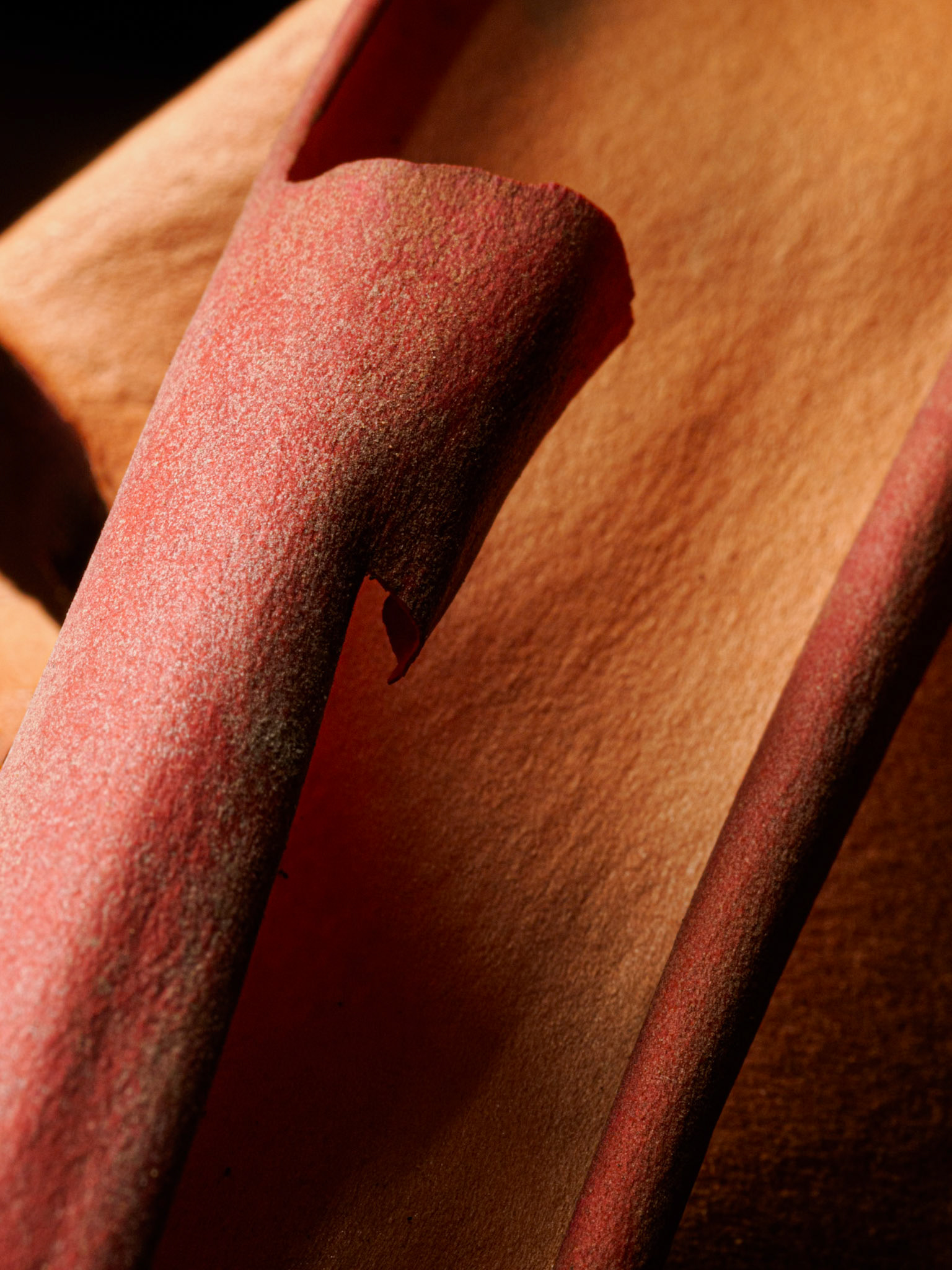 Arbutus Bark 17