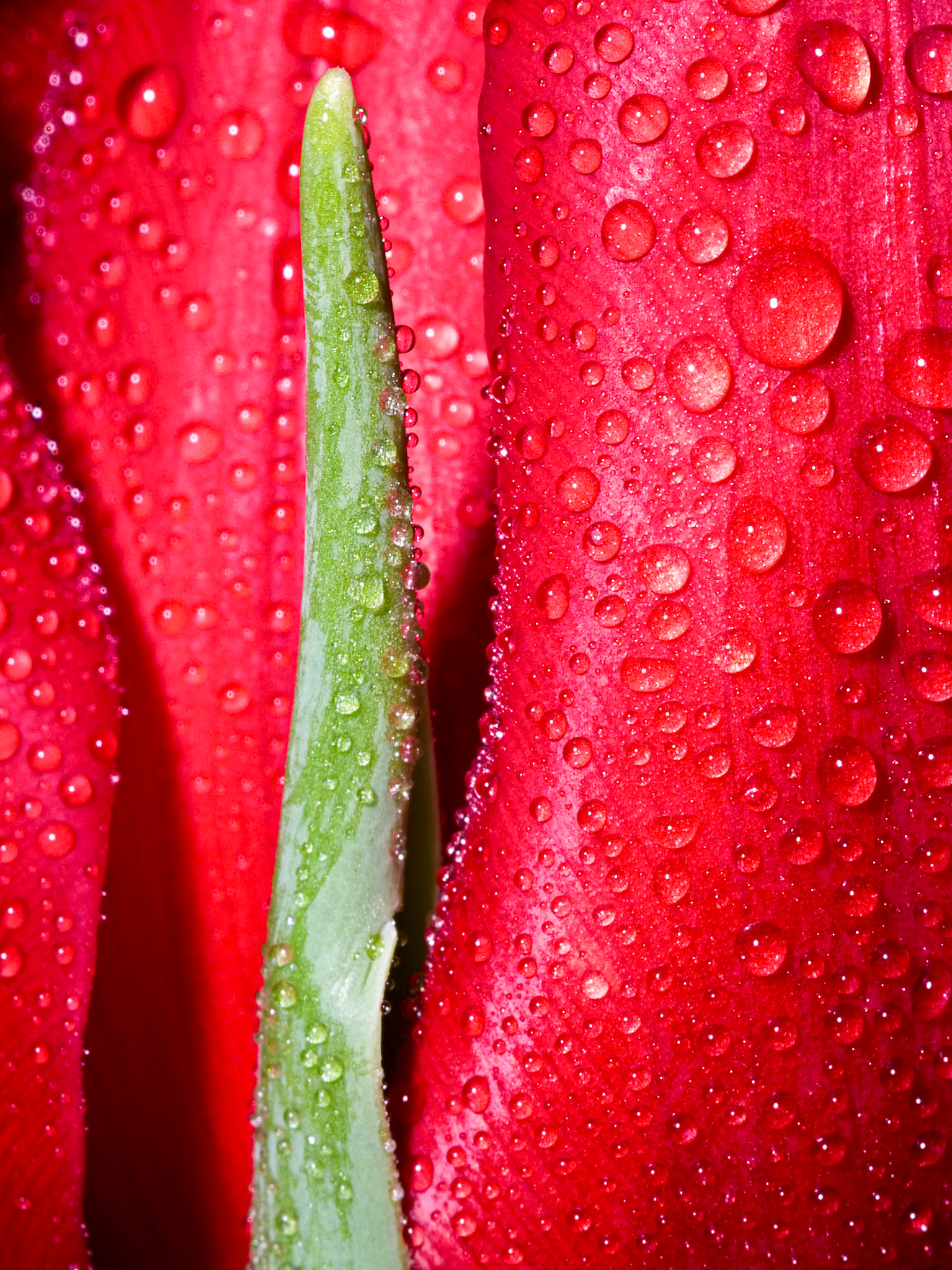 Tulip No. 11