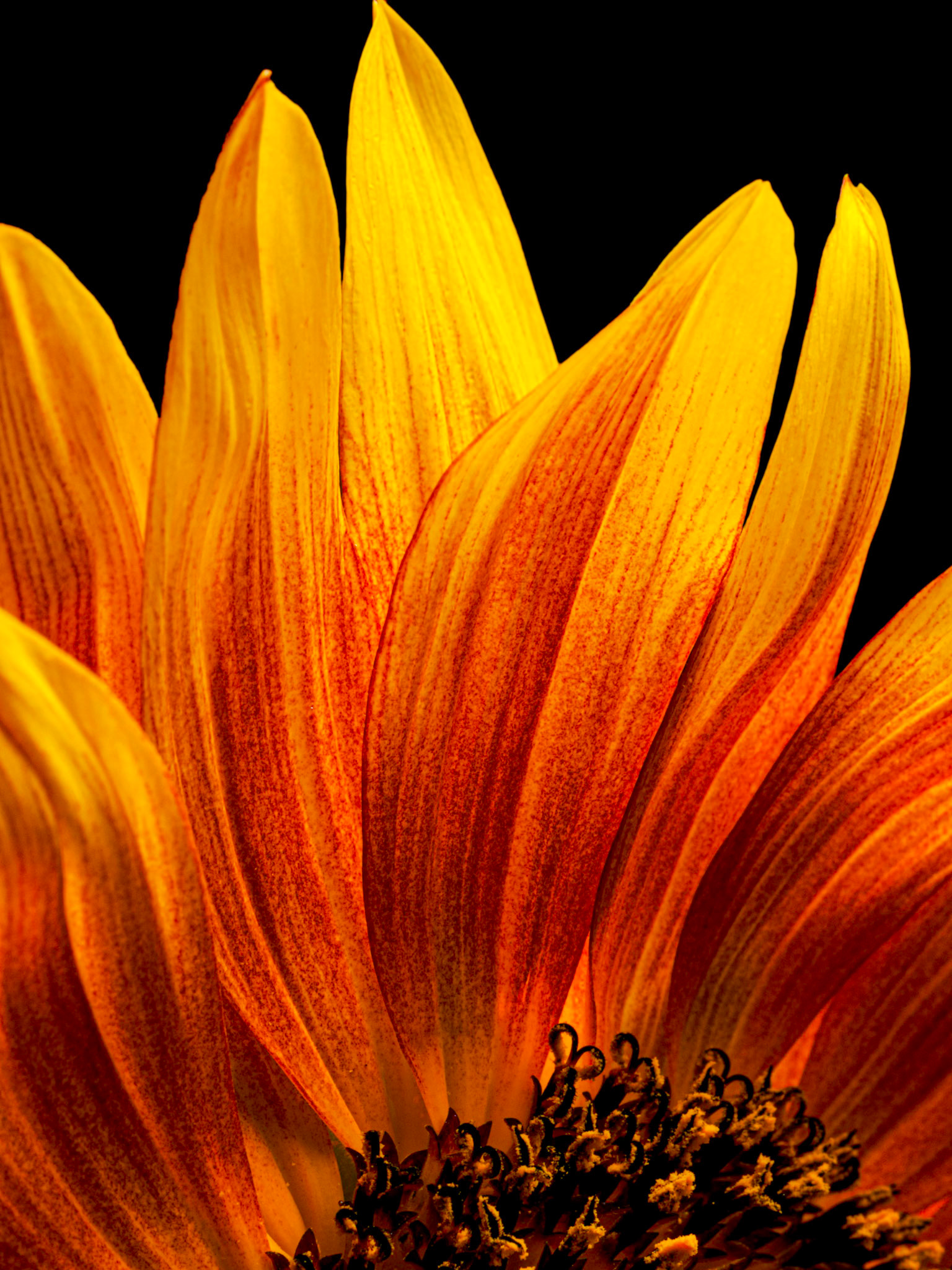 Sunflower Petasl 1