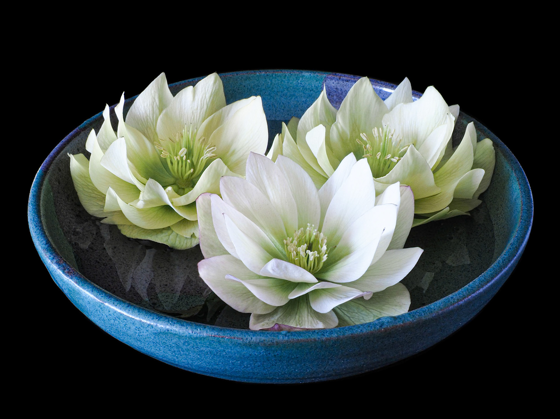 Hellebore Trio