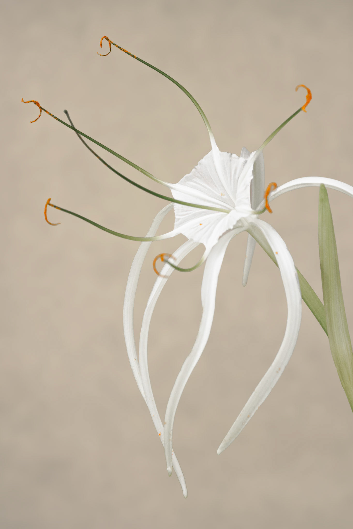 Beach Spider Lily