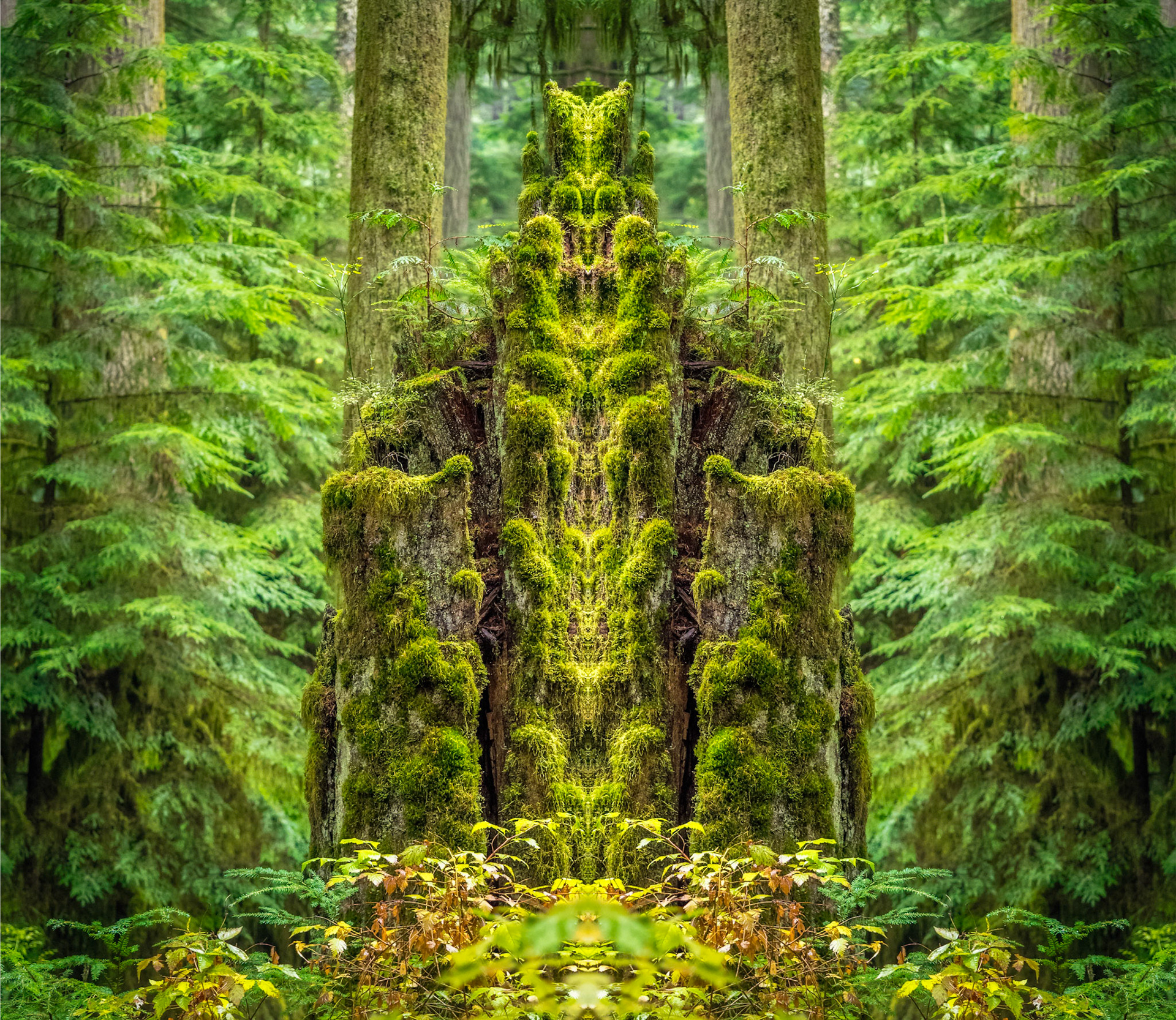 Throne of the Forest King