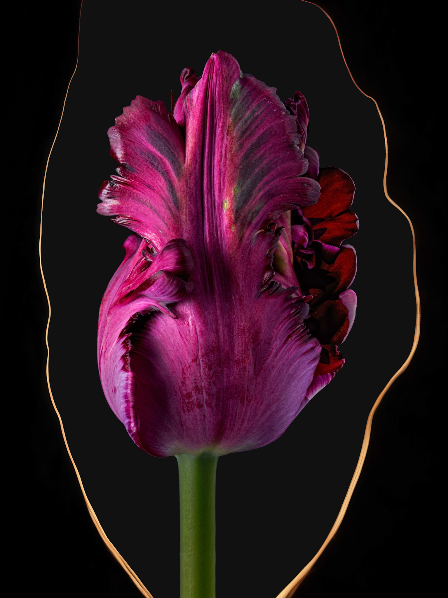 Black Parrot Tulip