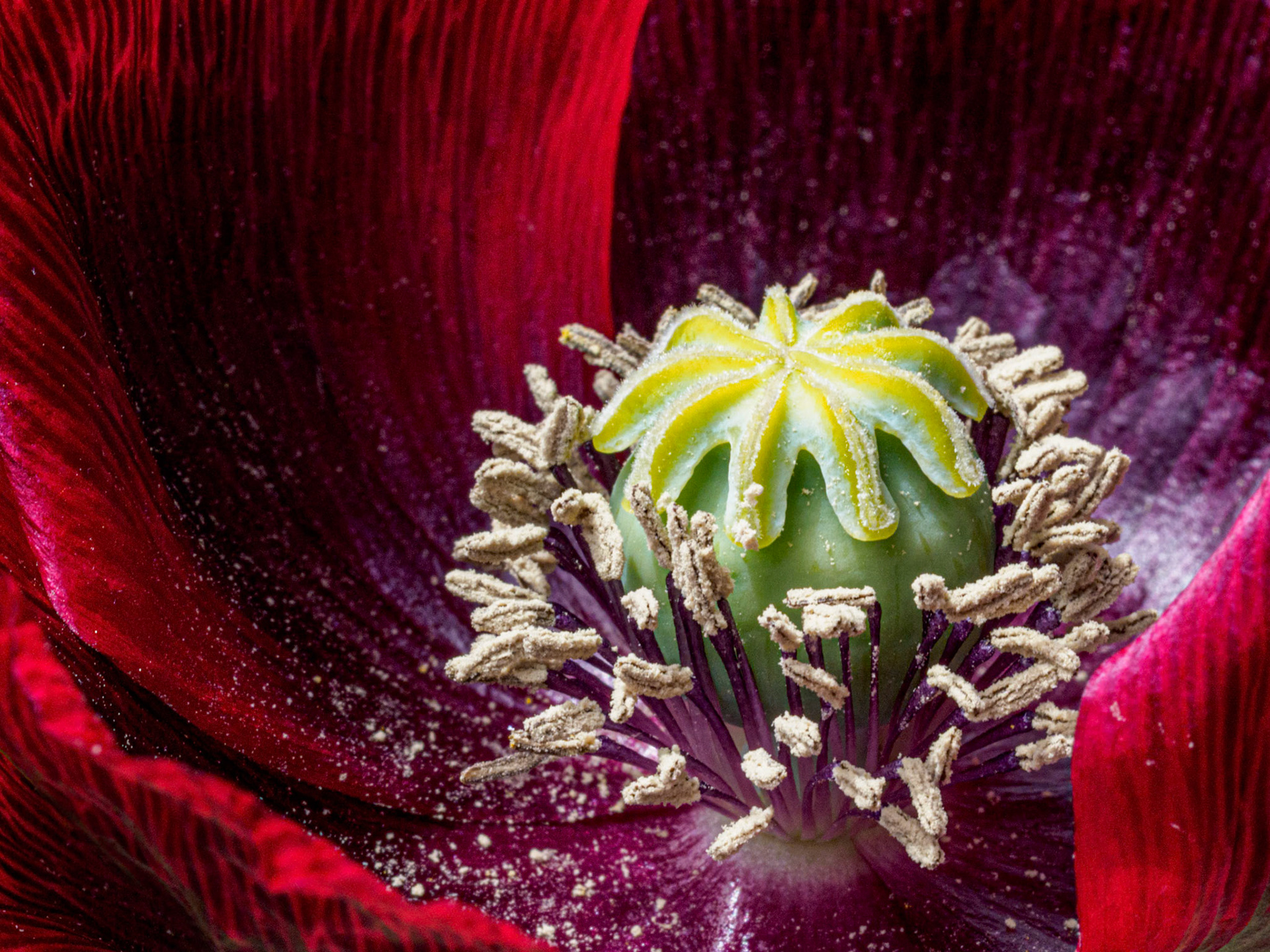 Crimson Poppy