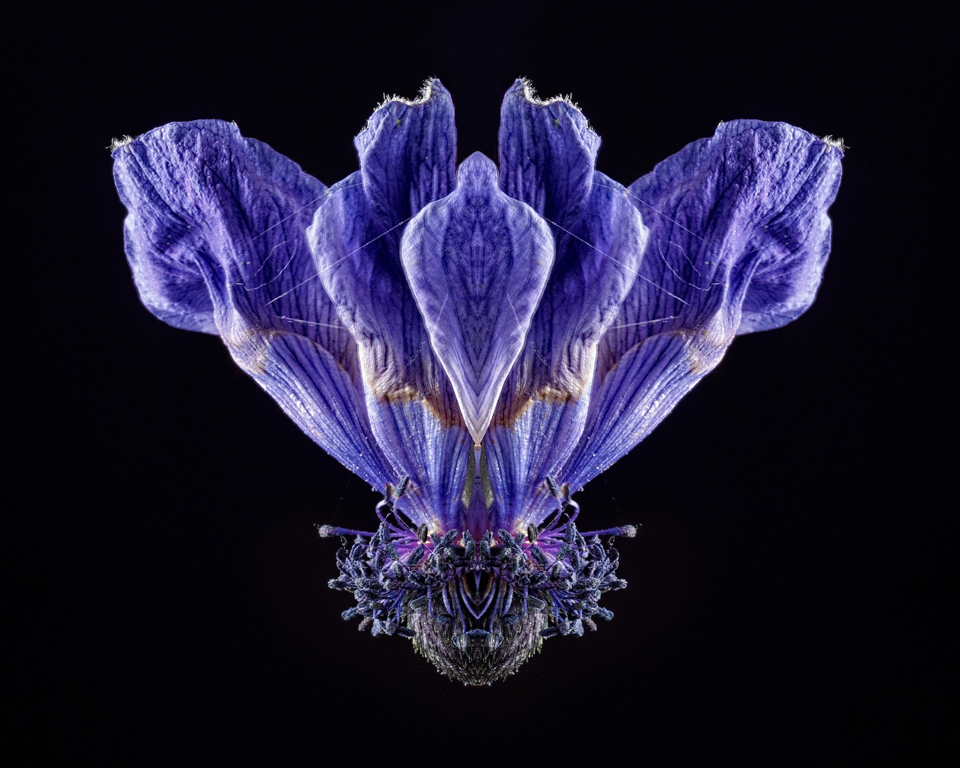 Anemone De Caen's “Blue Poppy”