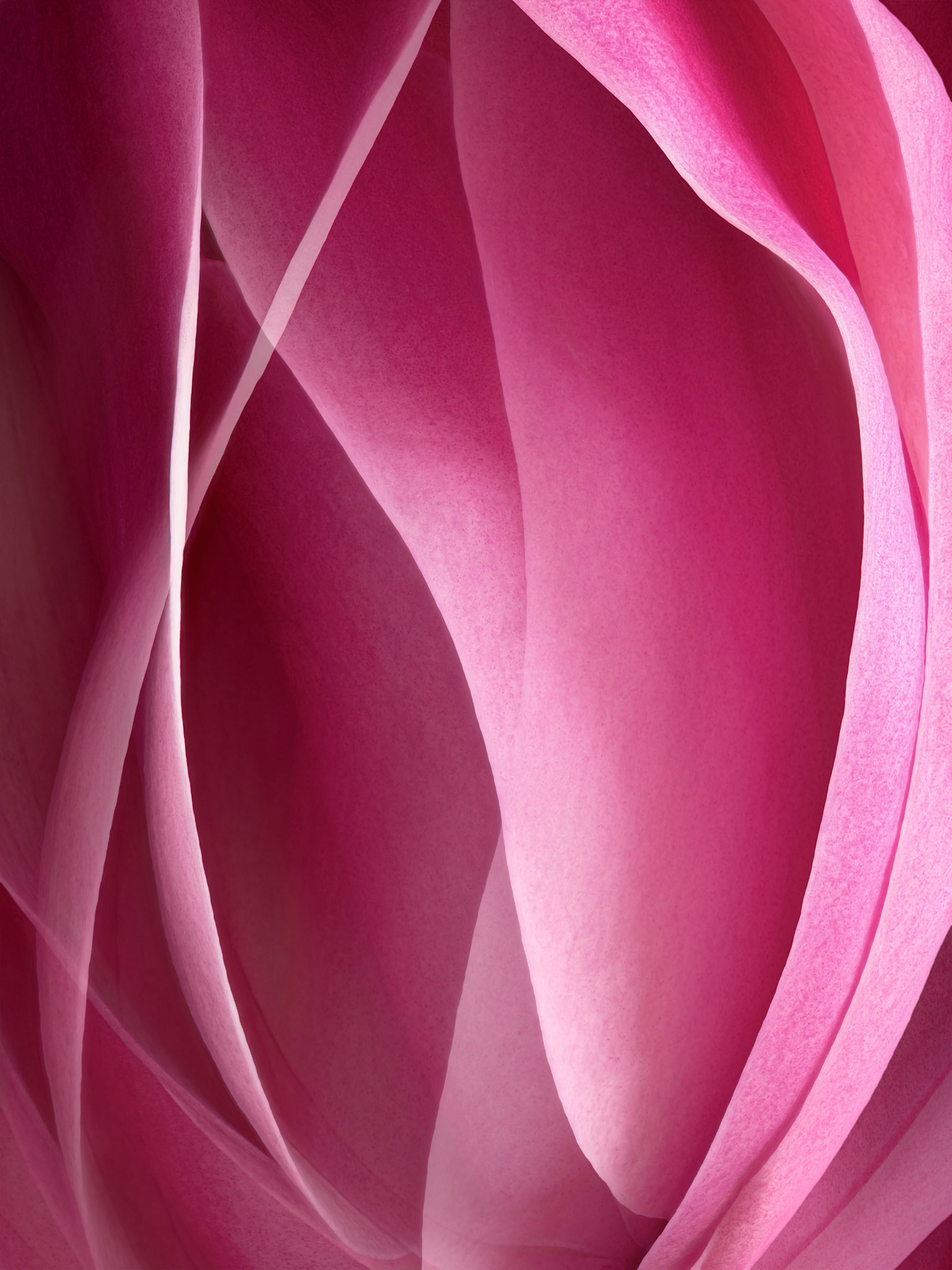 Magnolia Dream 1