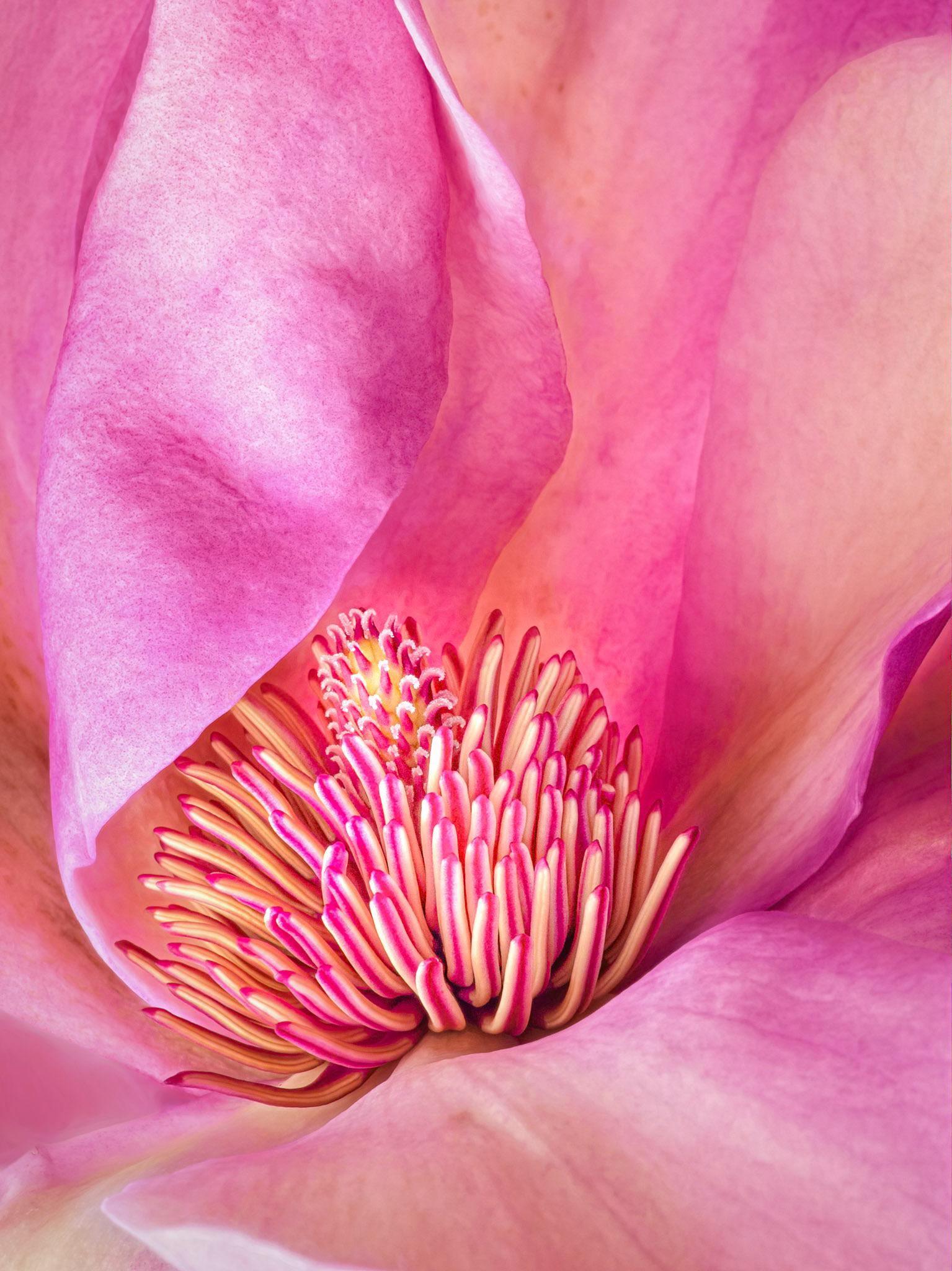 Magnolia No. 1