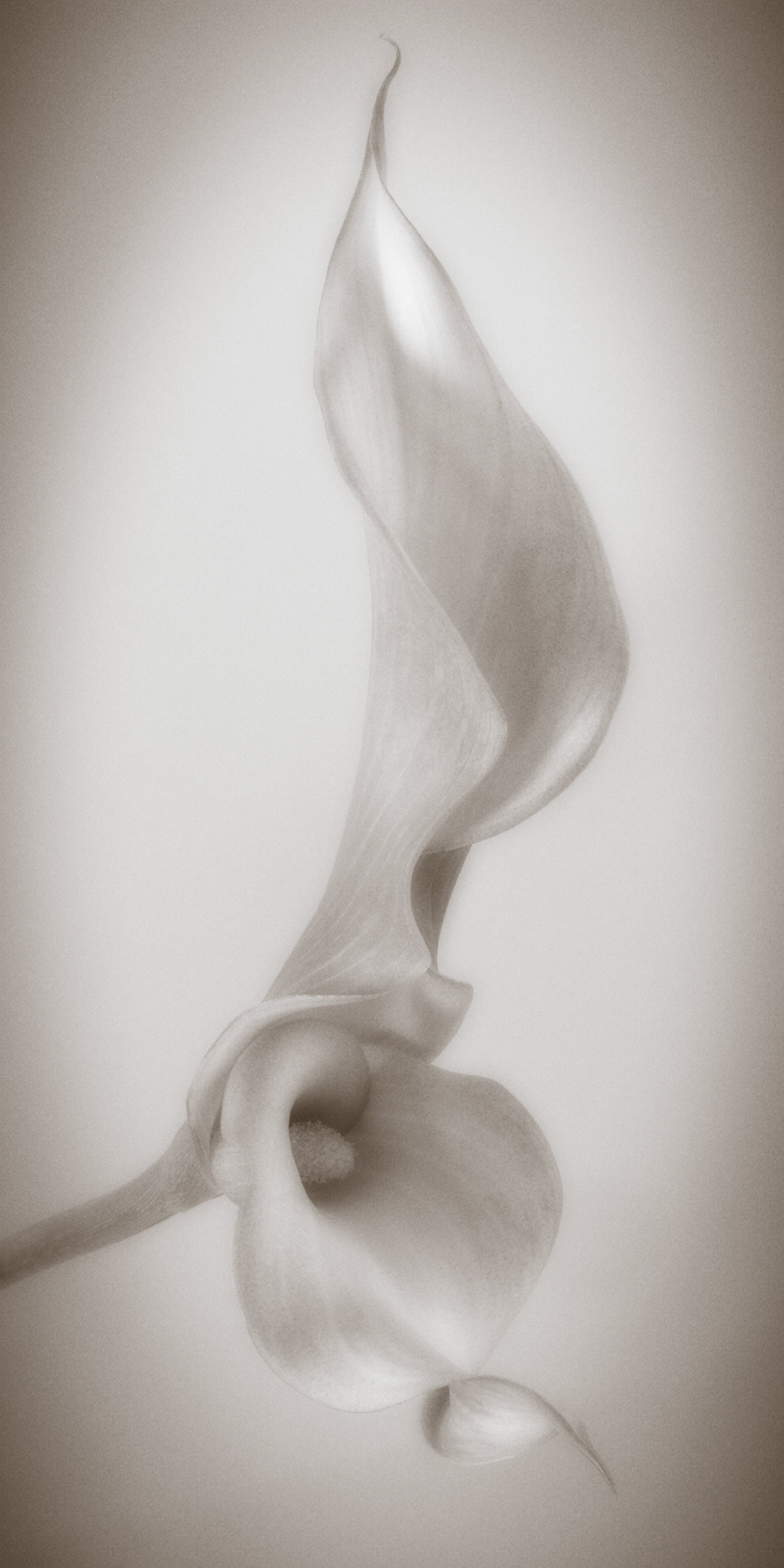 White Calla No. 17