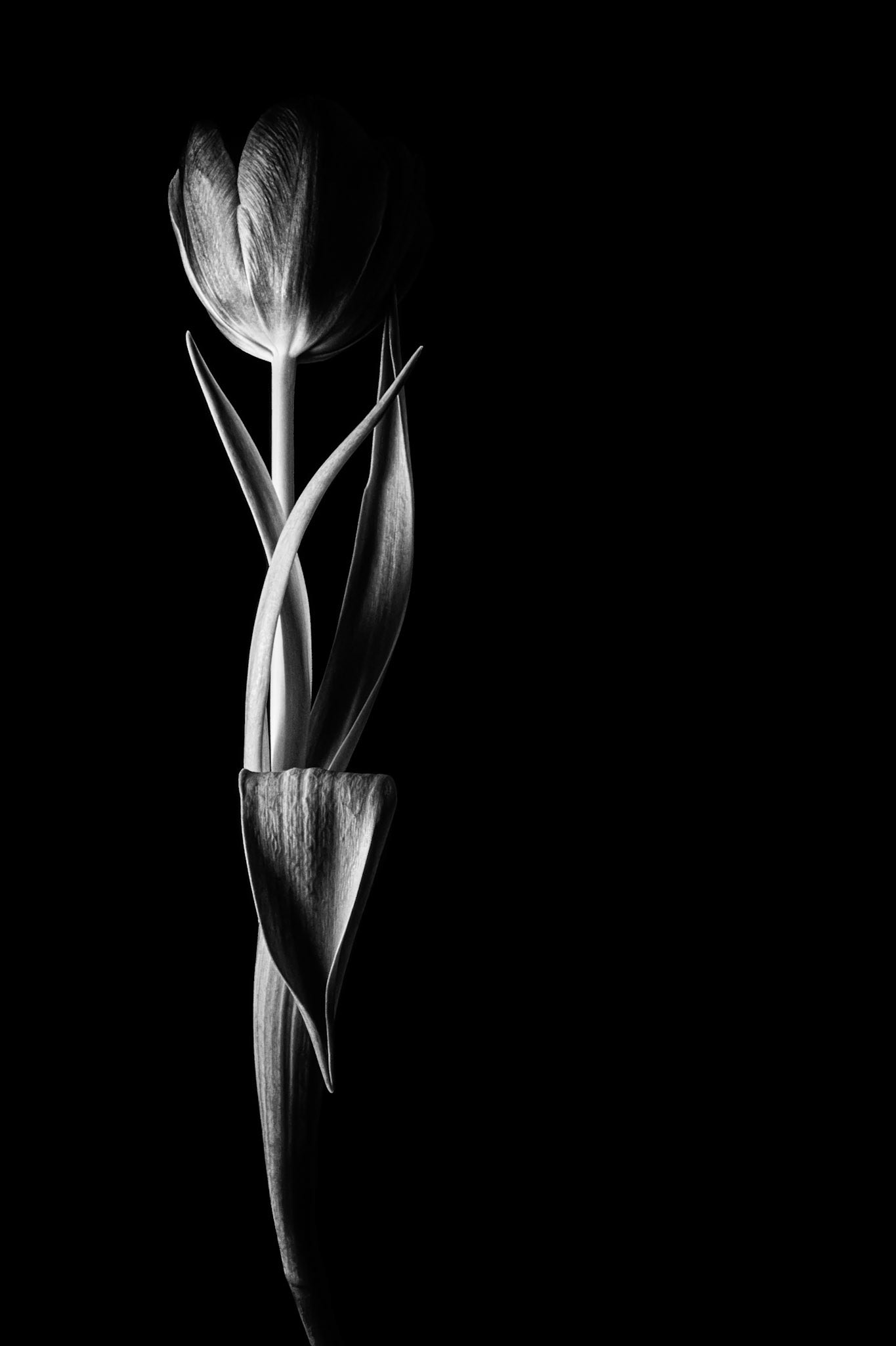 Tulip Noir