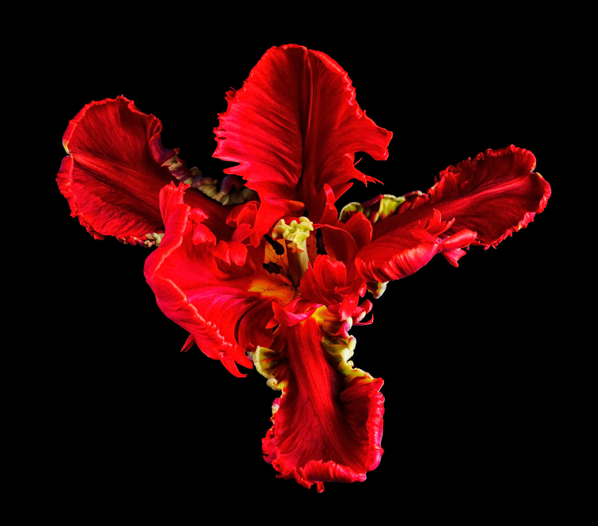 Rococo Parrot Tulip