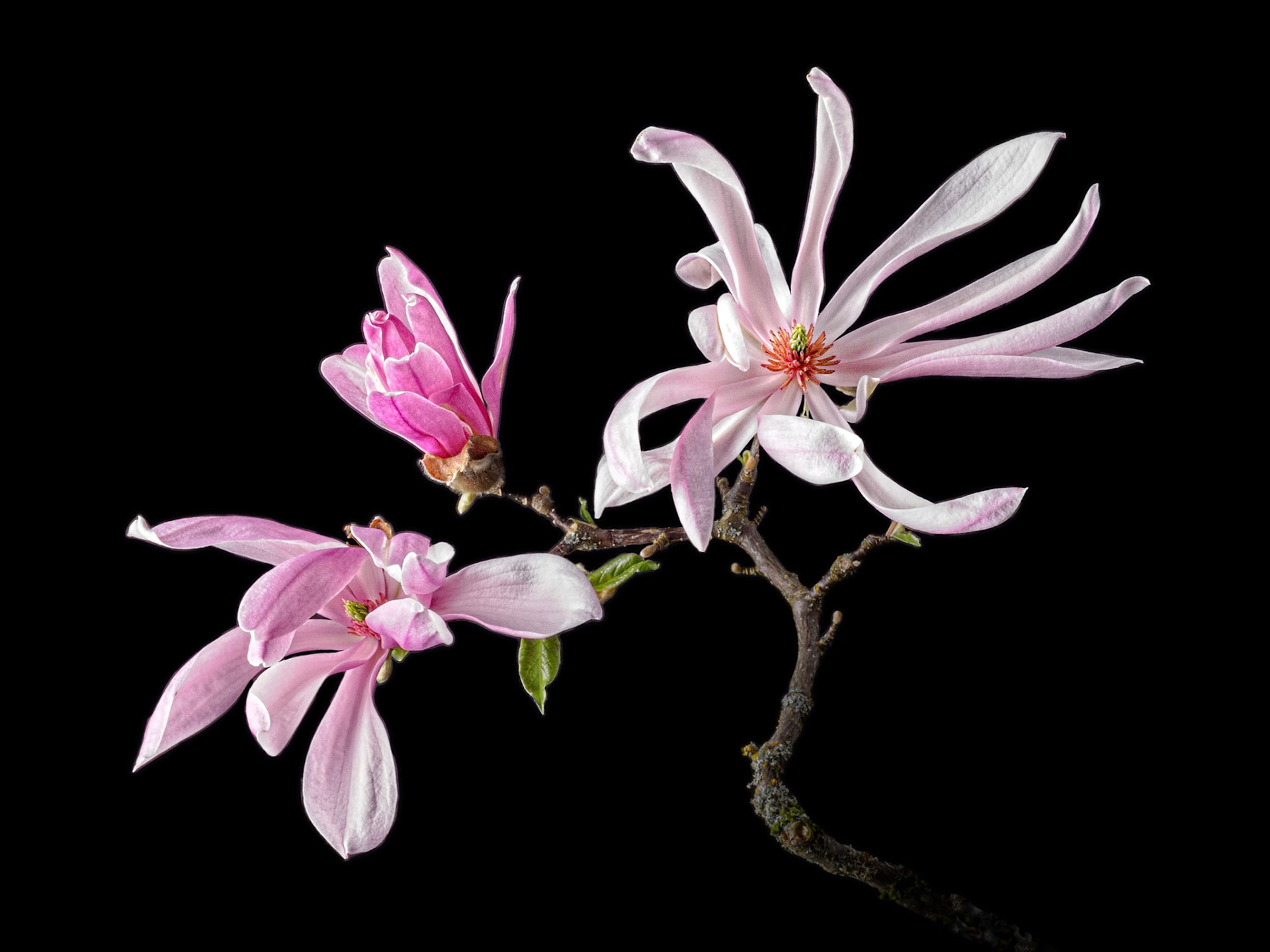 Magnolia Dance