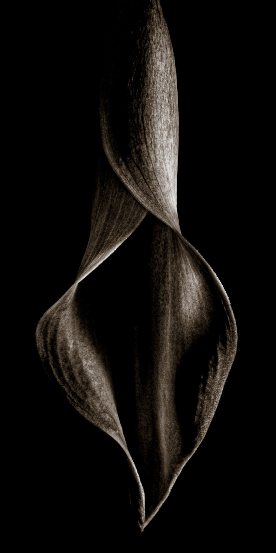 Dark Calla No. 1