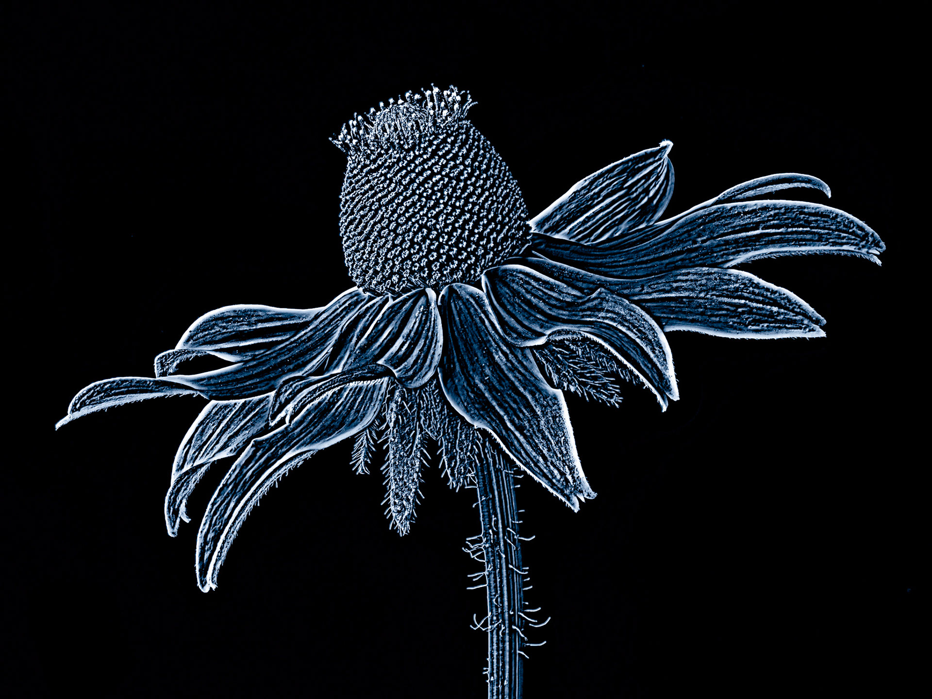 Black-Eyed Susan Etching