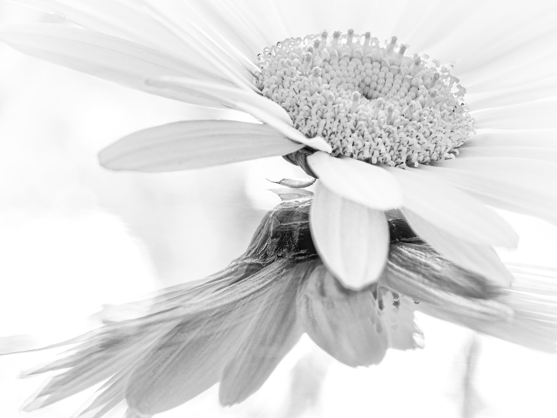 Daisy Reflection