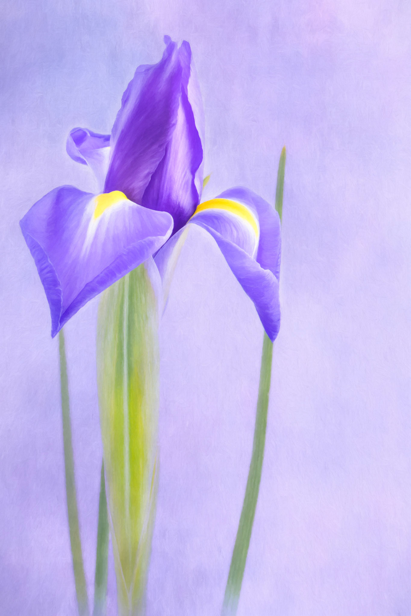 Iris No. 1