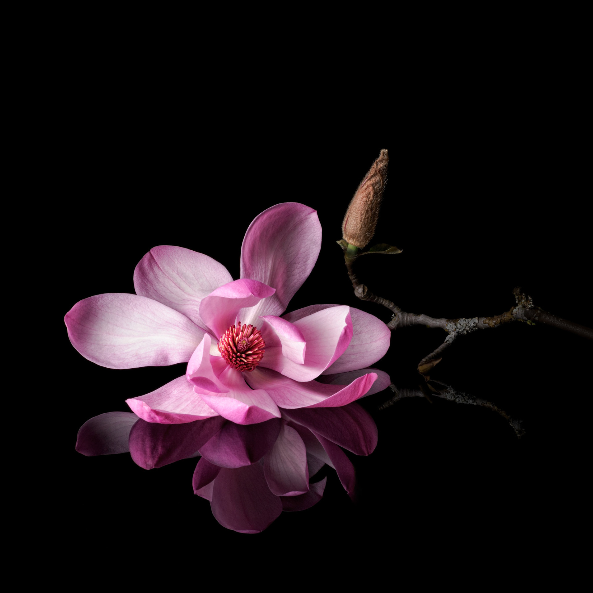 Magnolia Reflected
