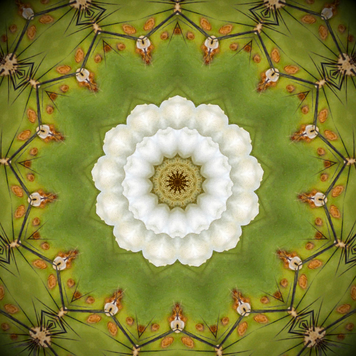 Saguaro Mandala
