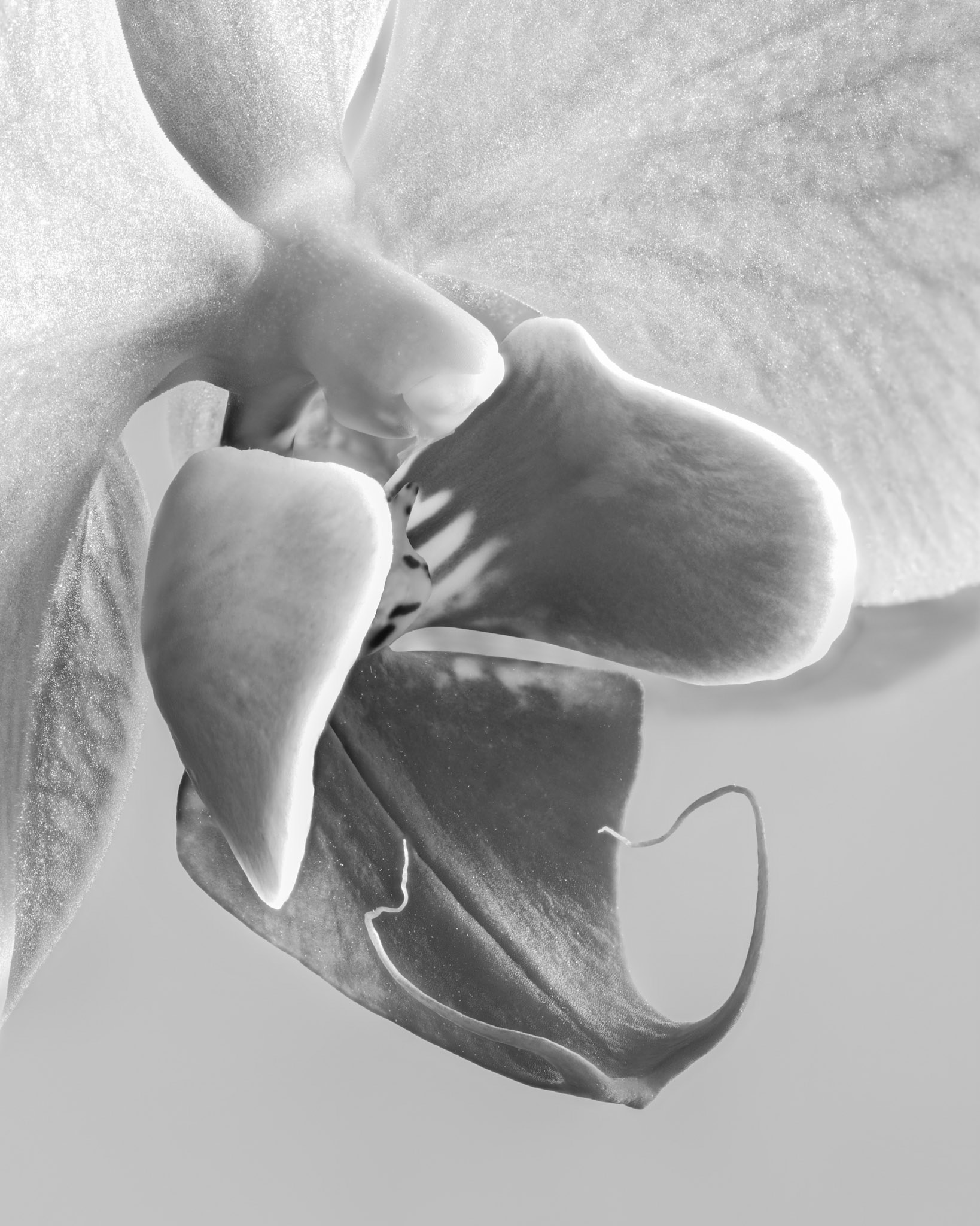 Orchid