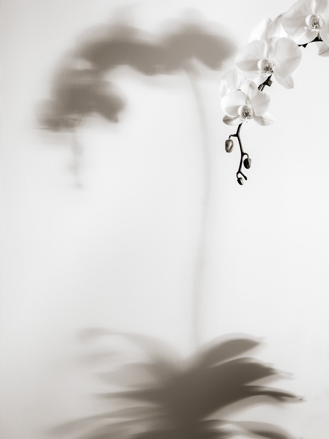 Shadow Play