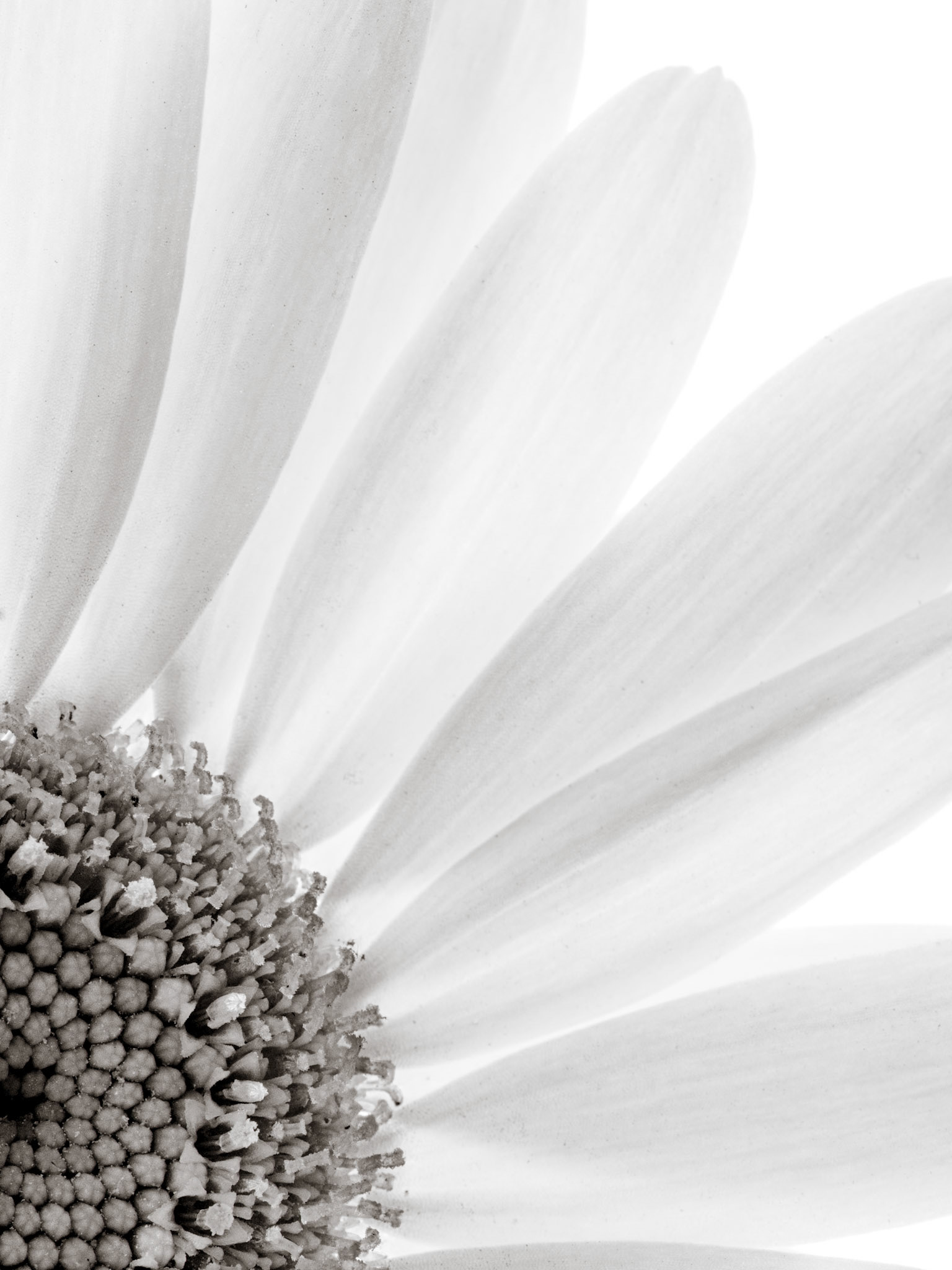 Daisy
