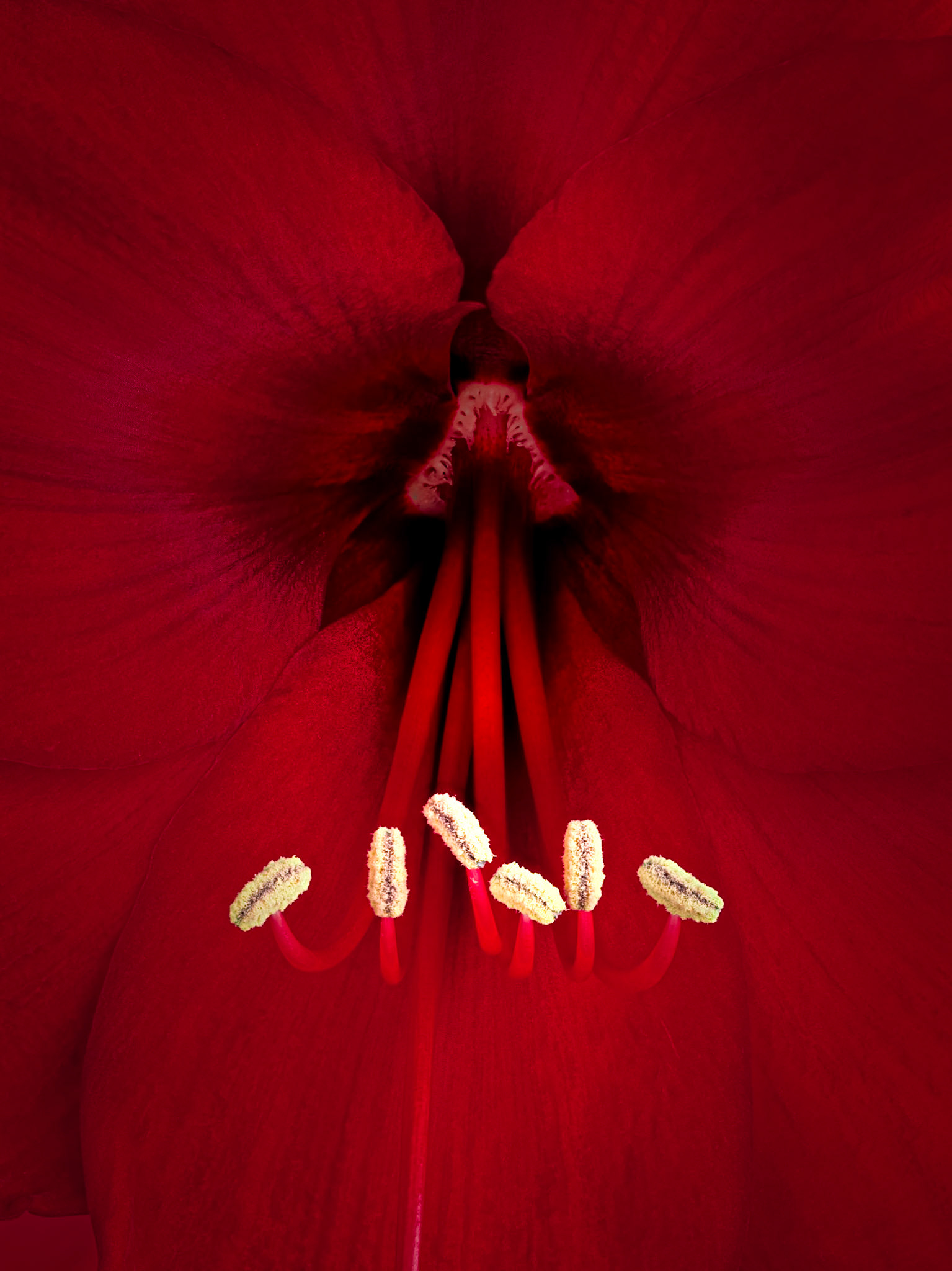 Amaryllis No 2