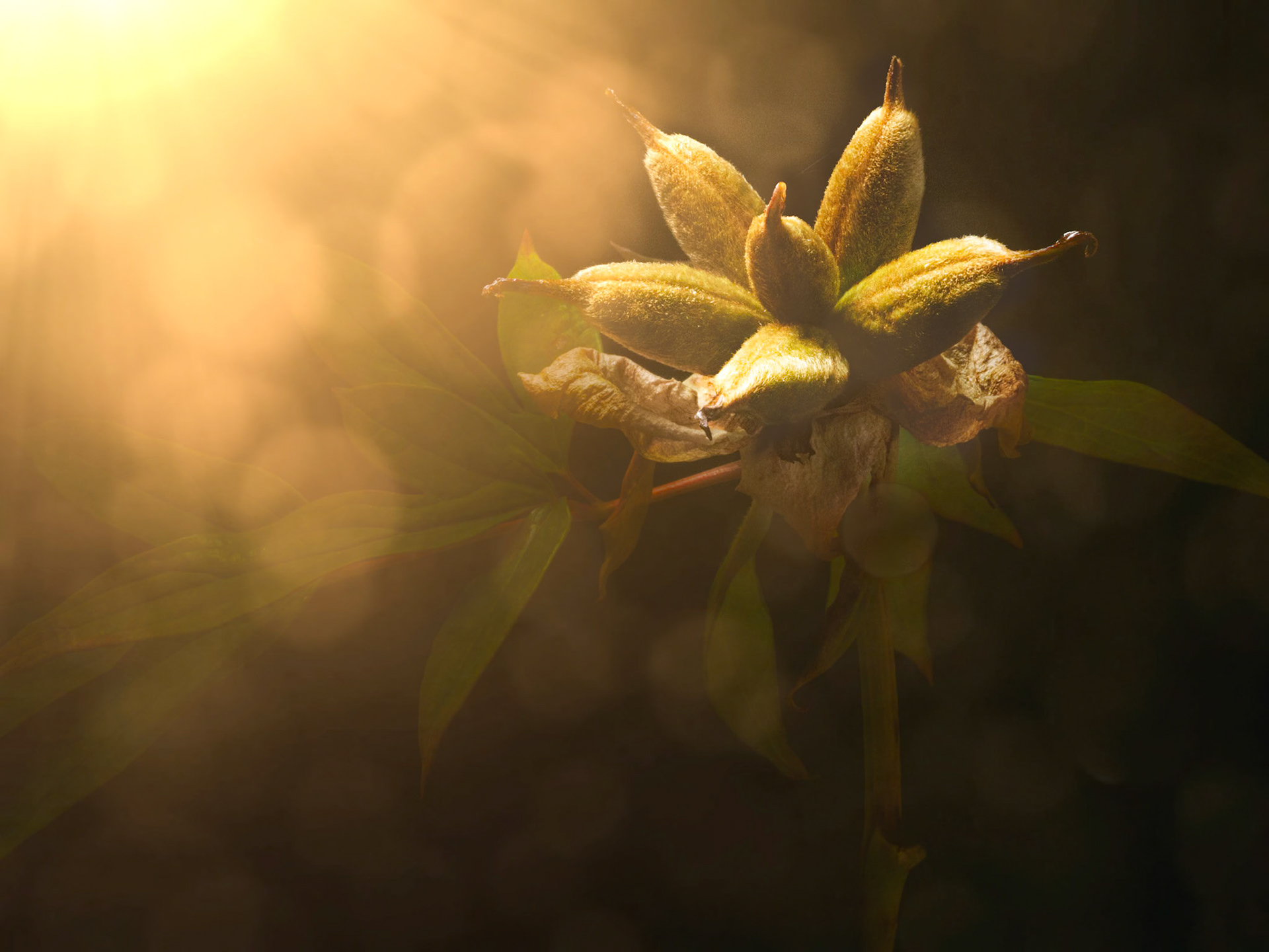 Tree Peony Farewell