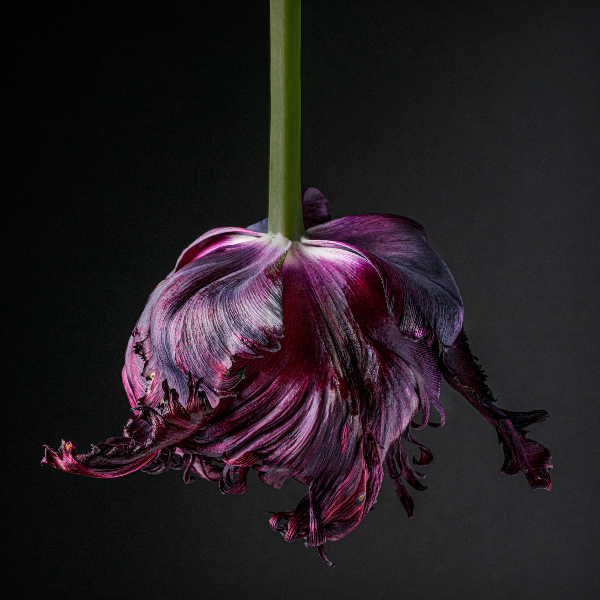 Black Parrot Tulip Farewell